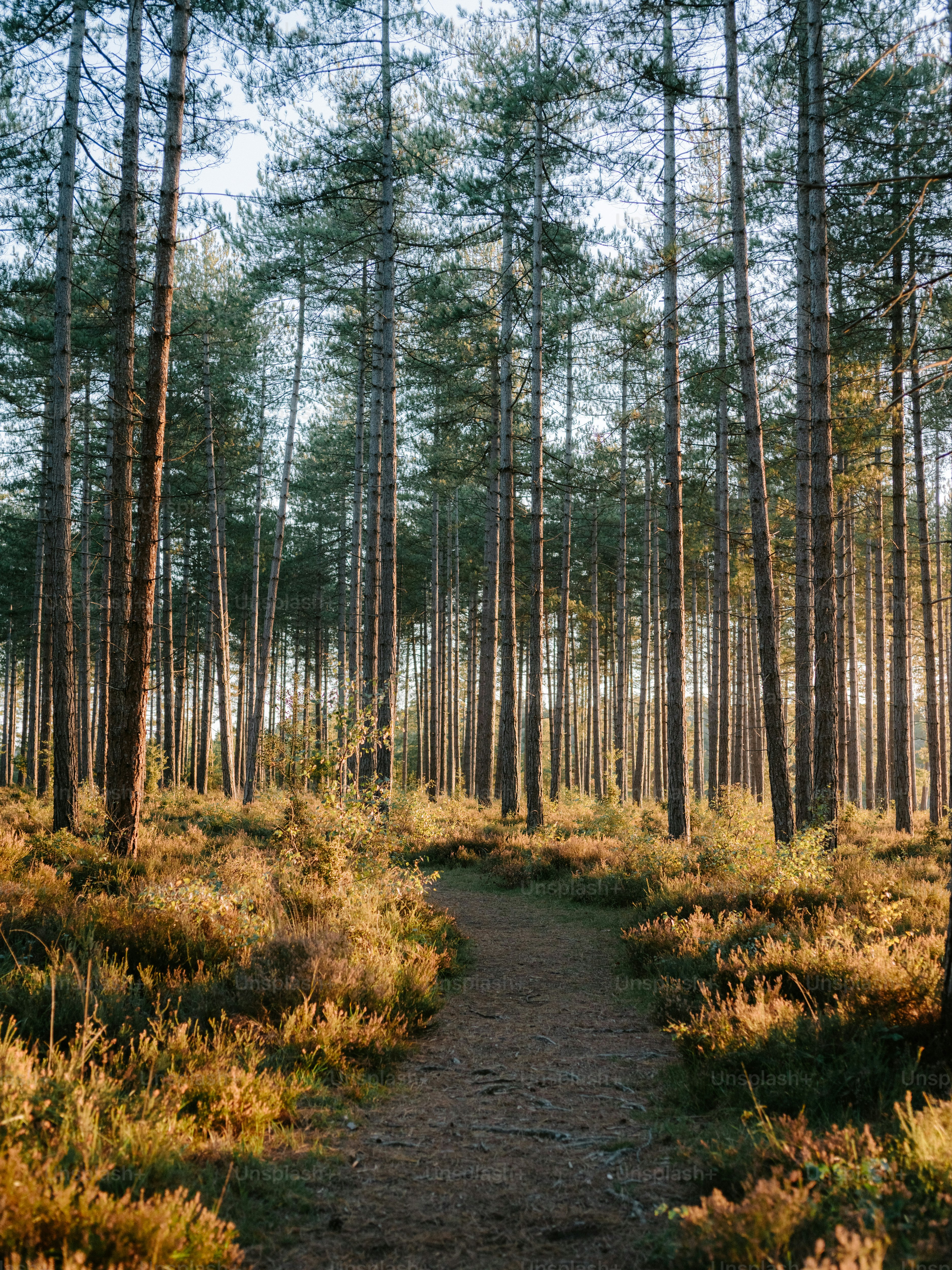 A path through a sunlit pine forest with dry undergrowth. photo ...