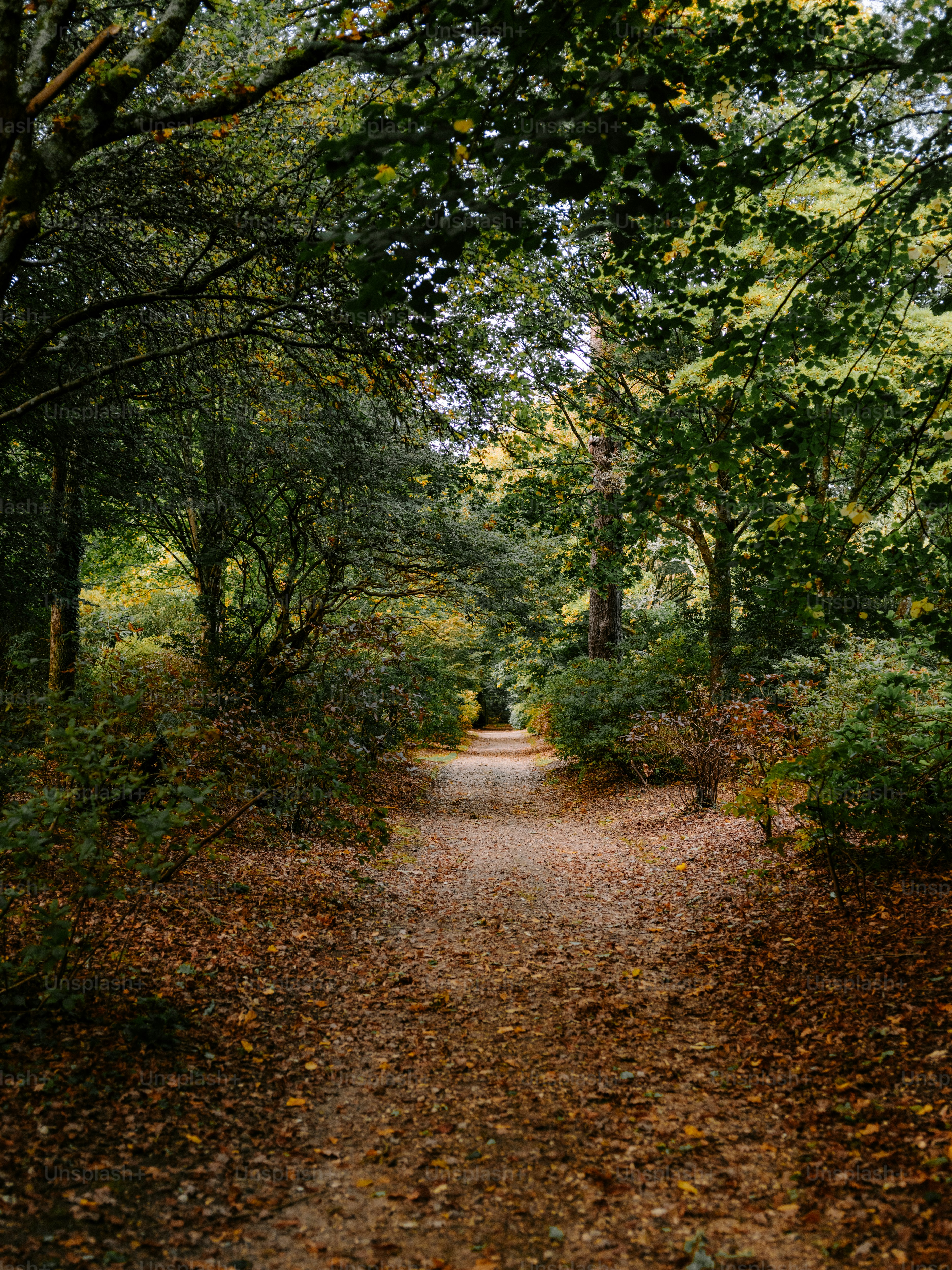 A forest path covered in fallen autumn leaves.