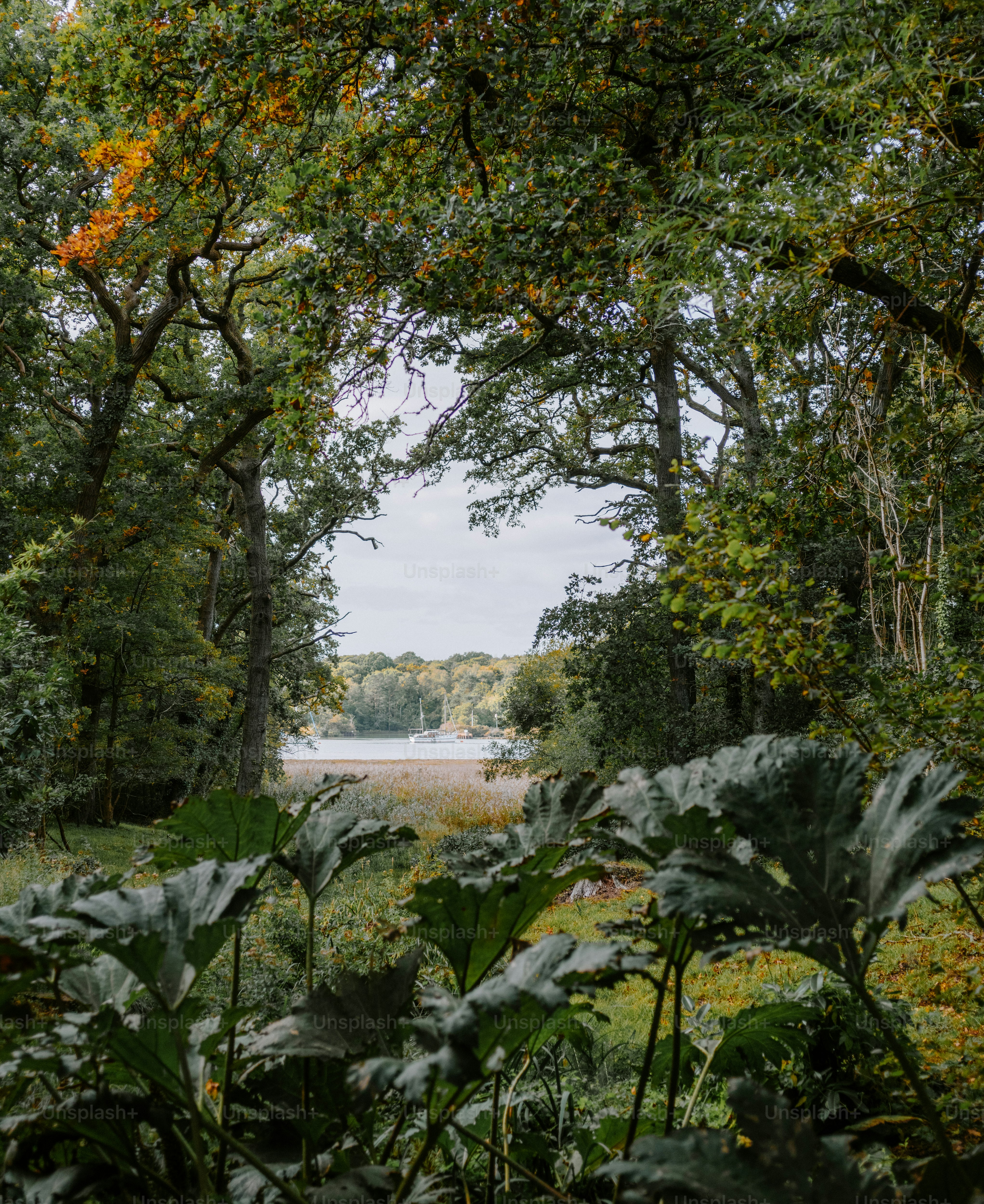 Hutan hijau subur terbuka ke pemandangan danau yang tenang.
