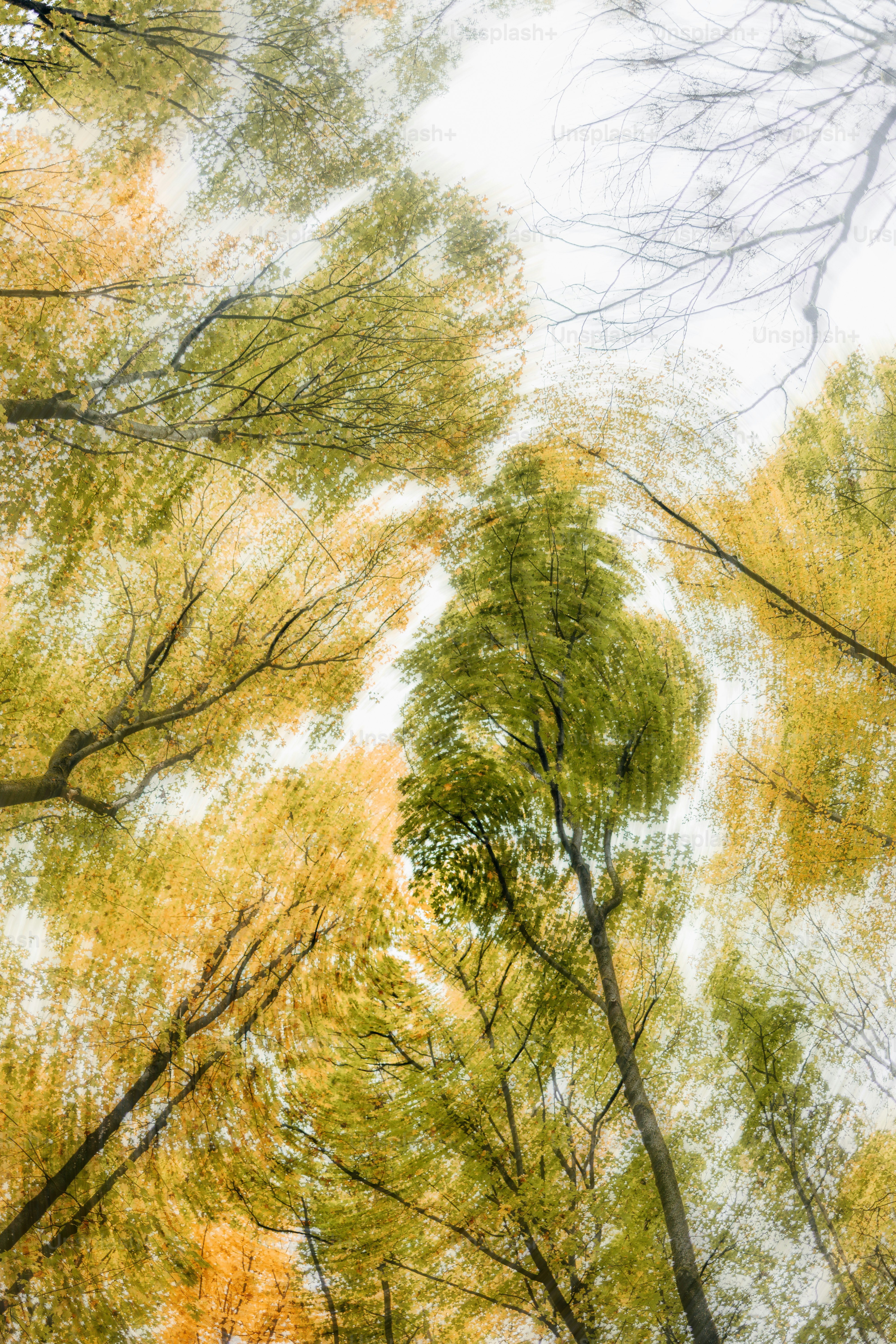 Looking up through autumn trees with yellow leaves
