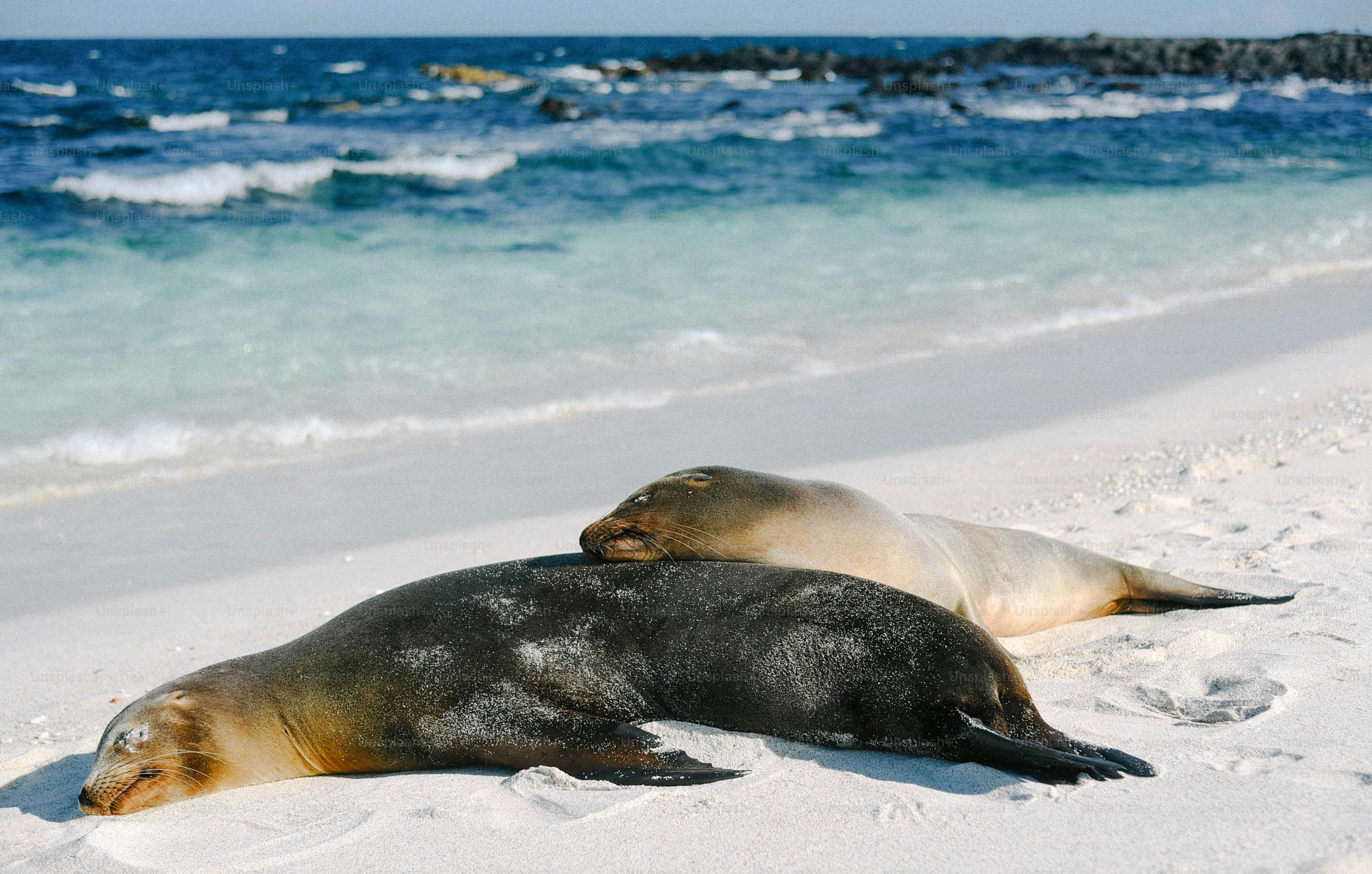 Zwei Seelöwen, die sich an einem Sandstrand ausruhen