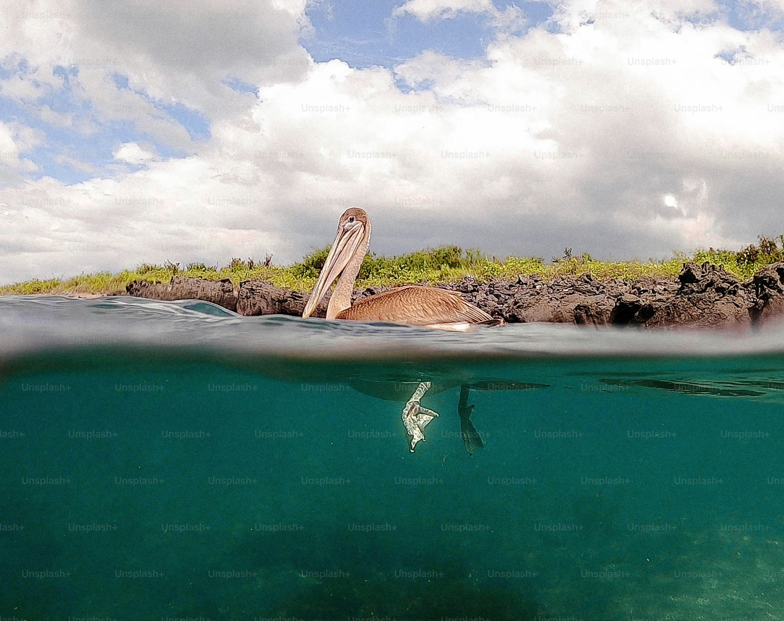 Pelican floats on water near rocky shore