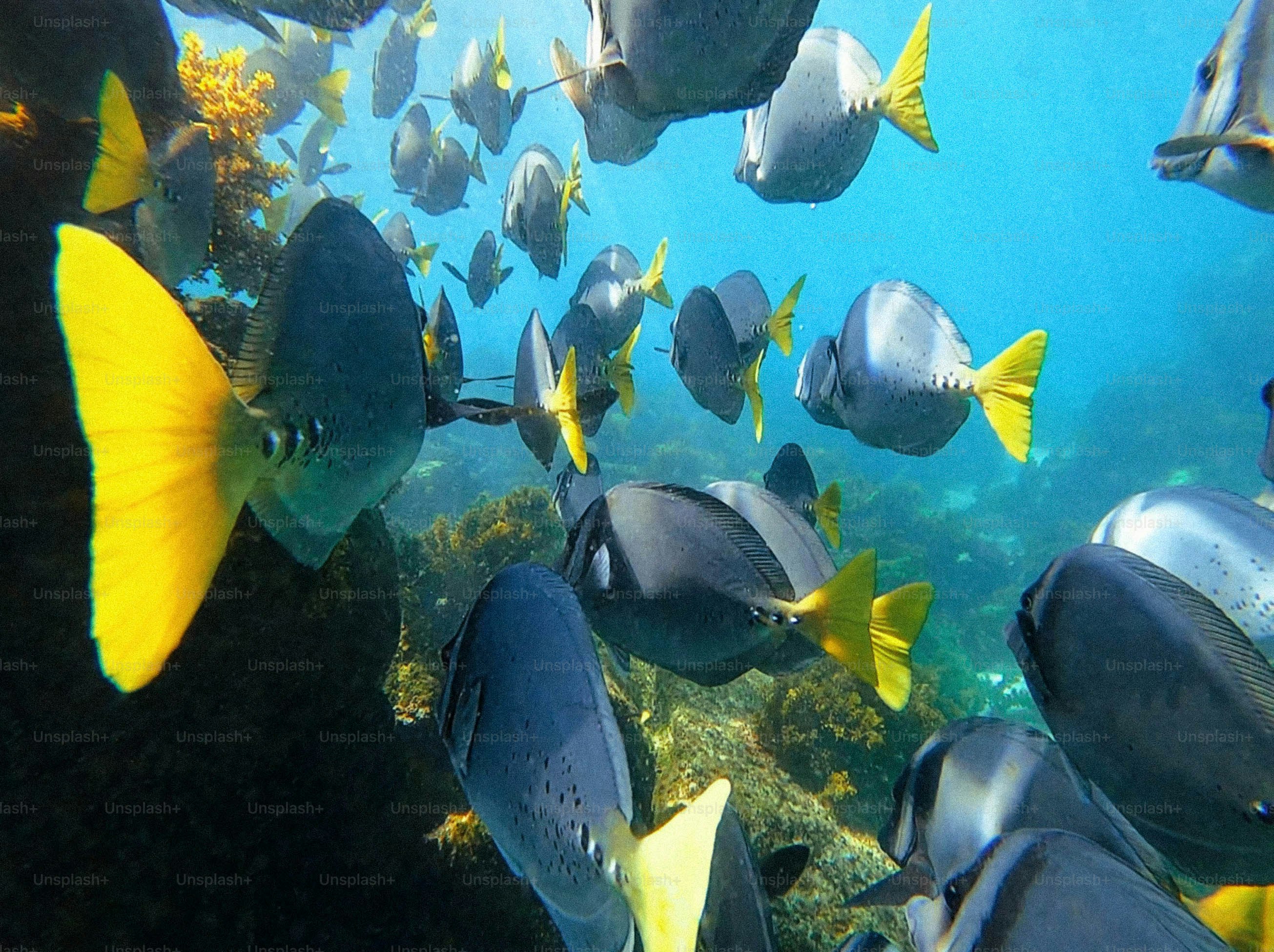 Sekumpulan ikan berenang di air laut biru jernih.