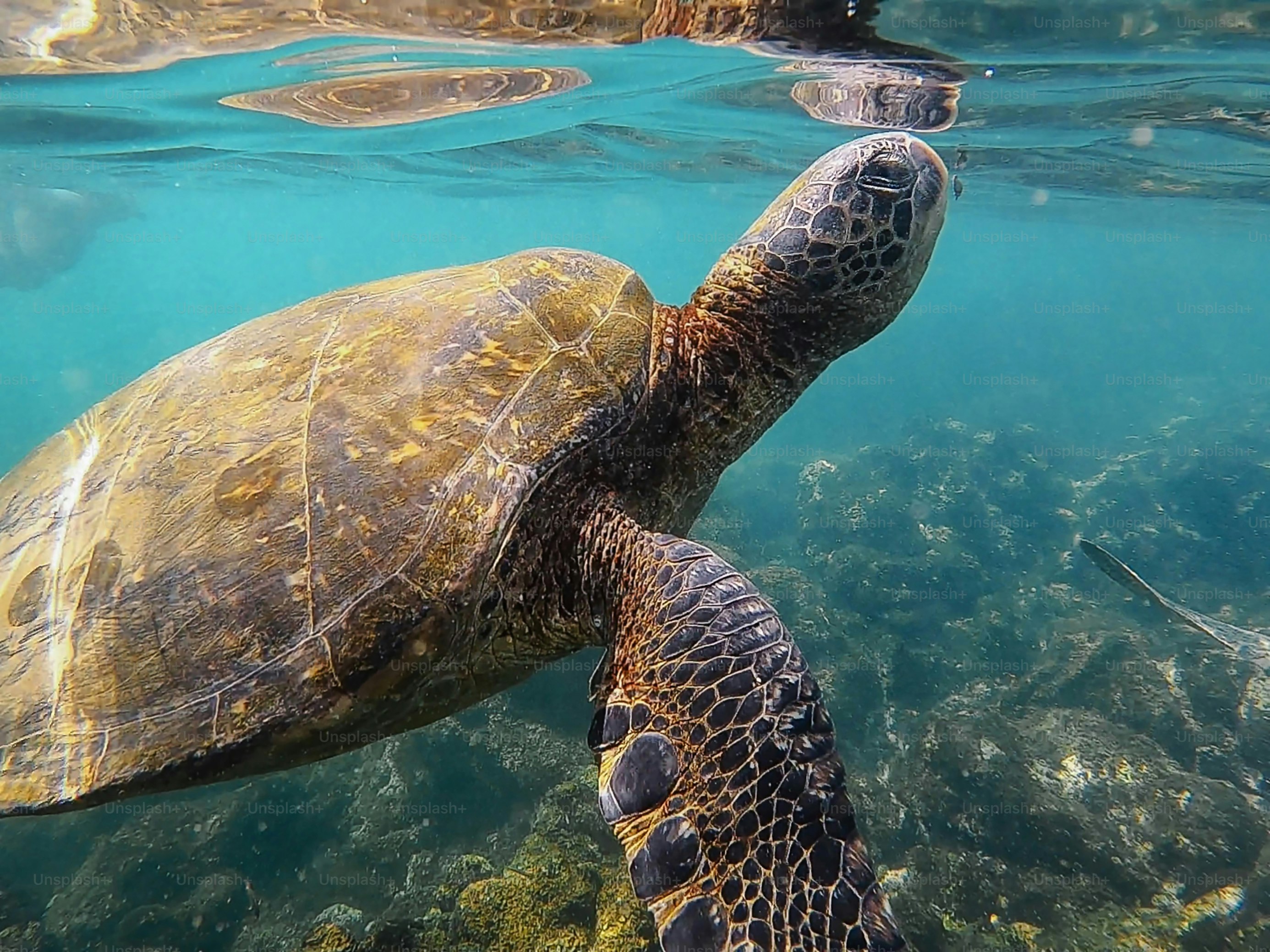 Una tortuga marina nada con gracia bajo el agua cerca del fondo del océano.