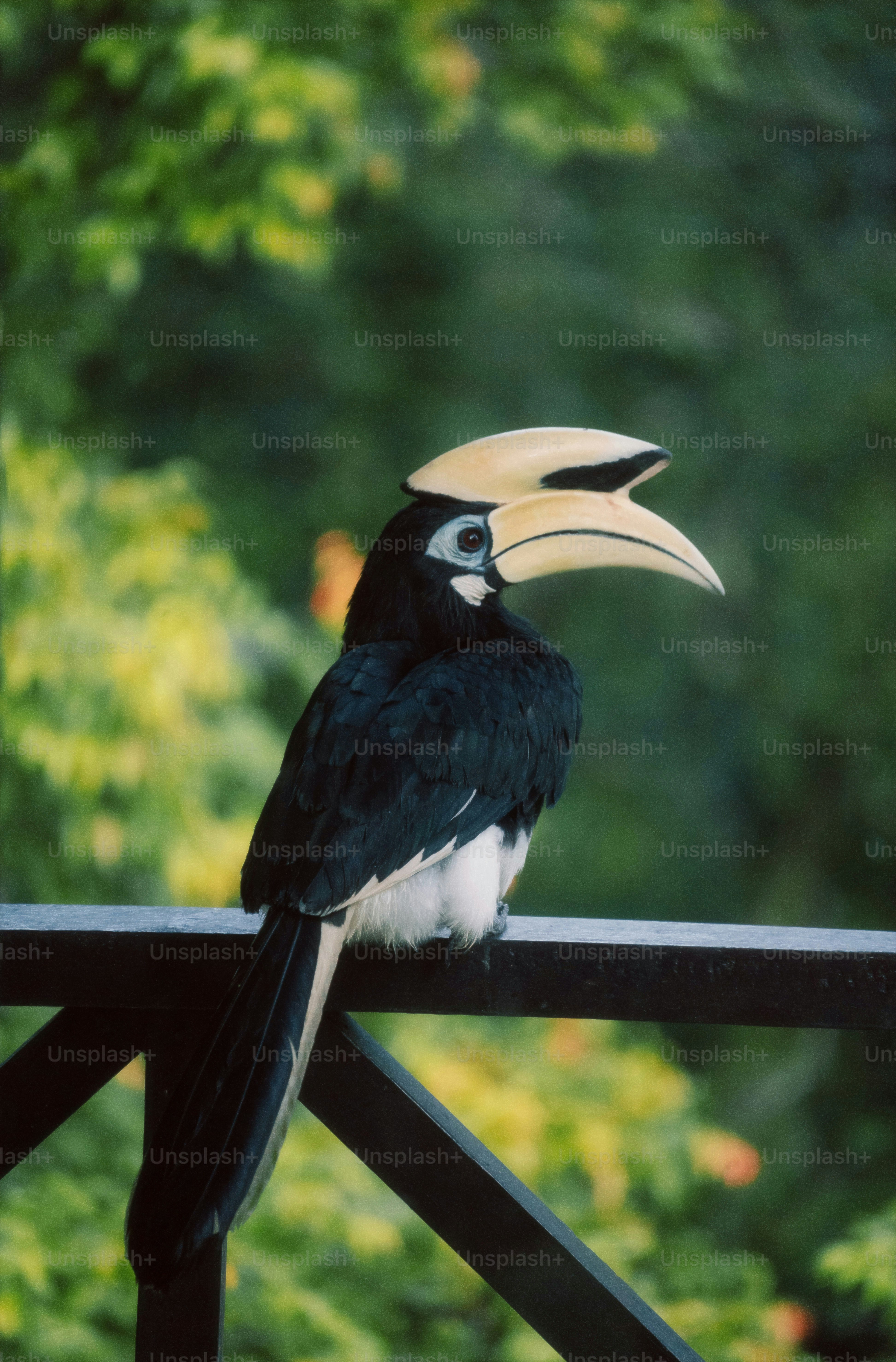 A hornbill bird perched on a railing.
