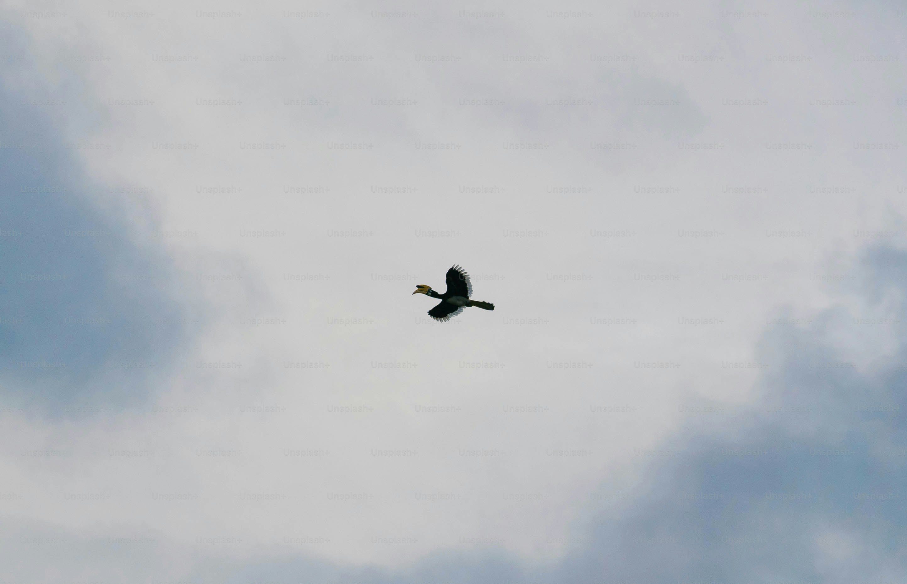 曇り空を飛ぶ鳥