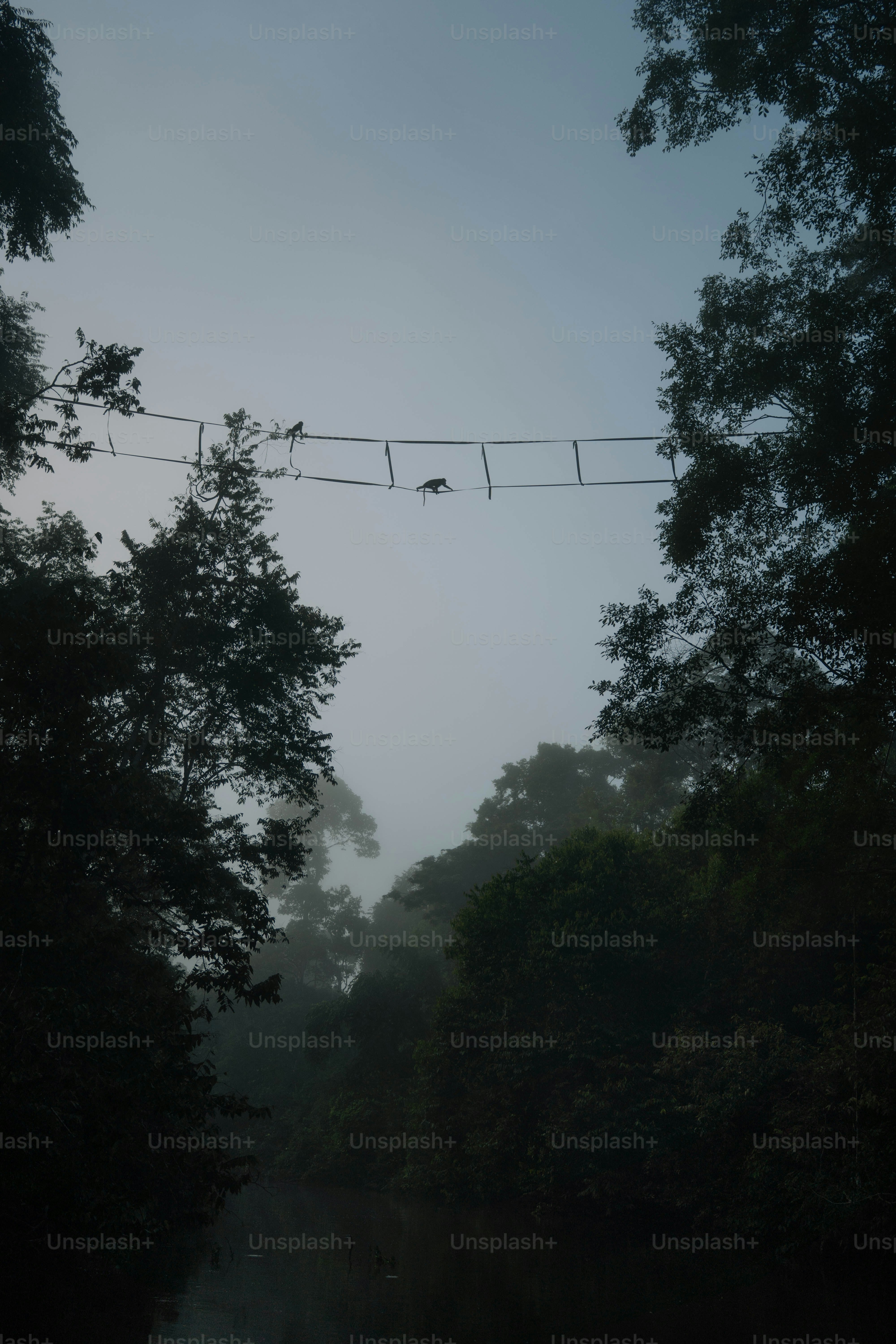 Des singes traversant un pont de corde dans une forêt brumeuse.