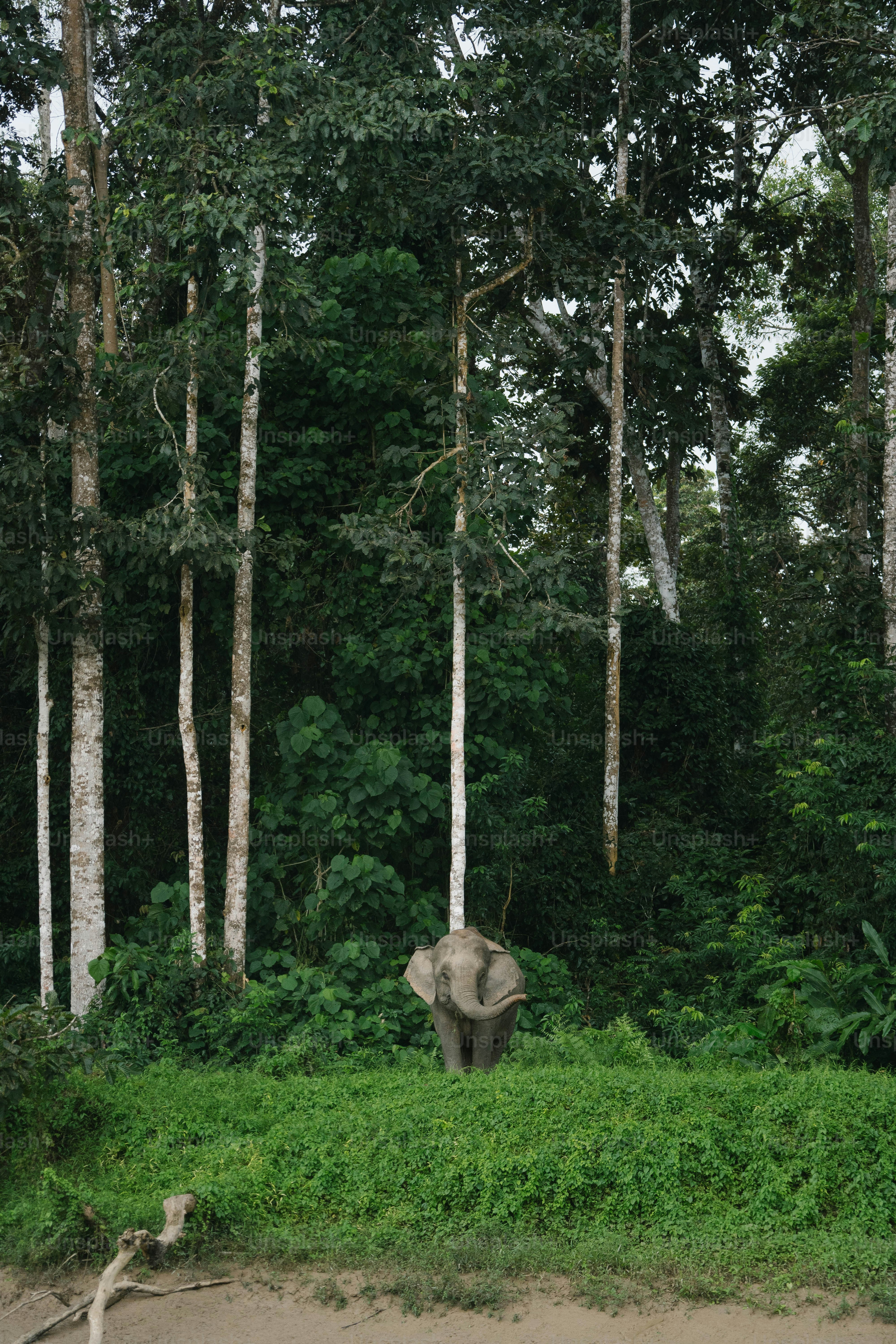 An elephant stands in a lush green forest.
