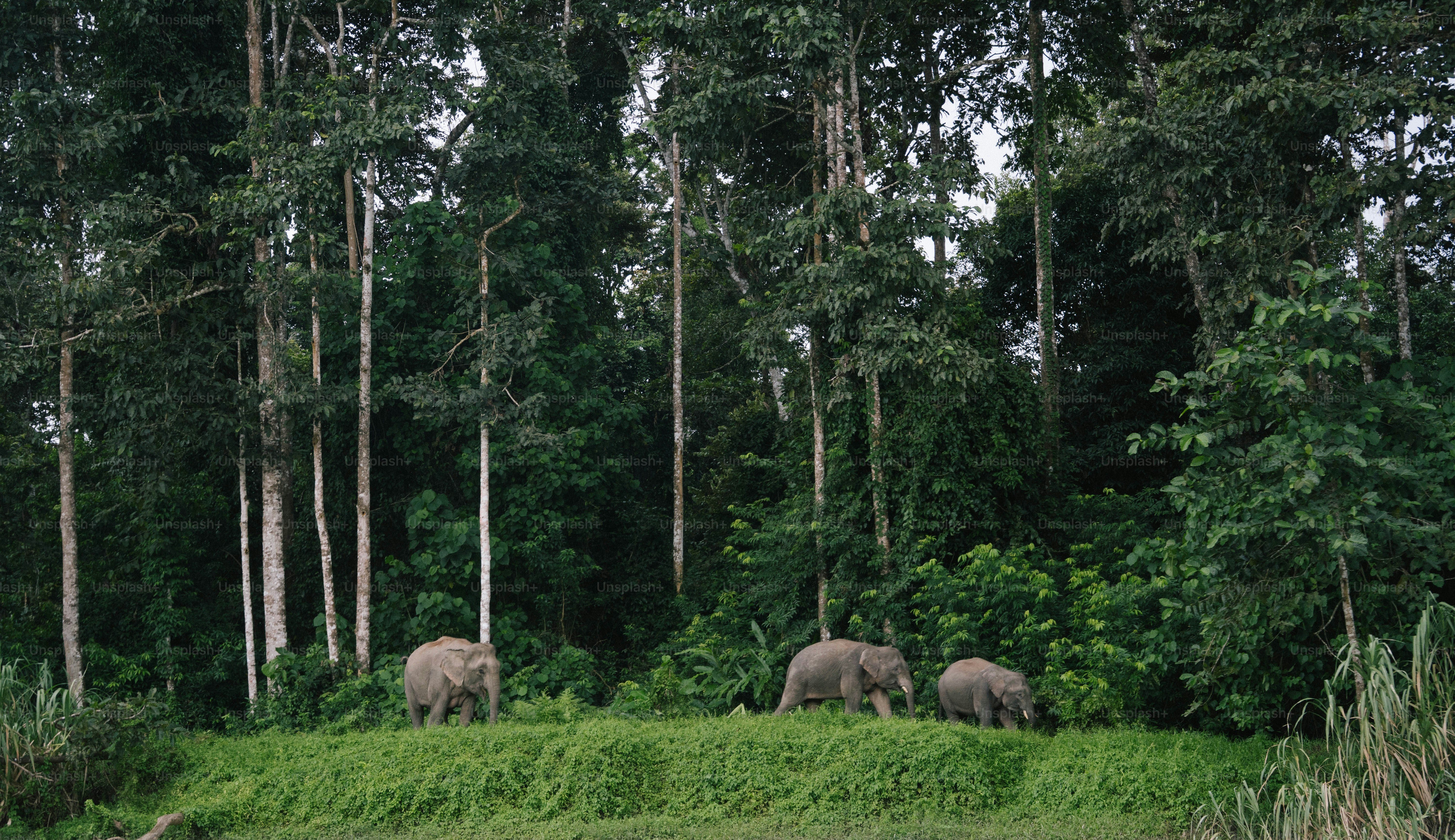 Three elephants walk through a lush forest.
