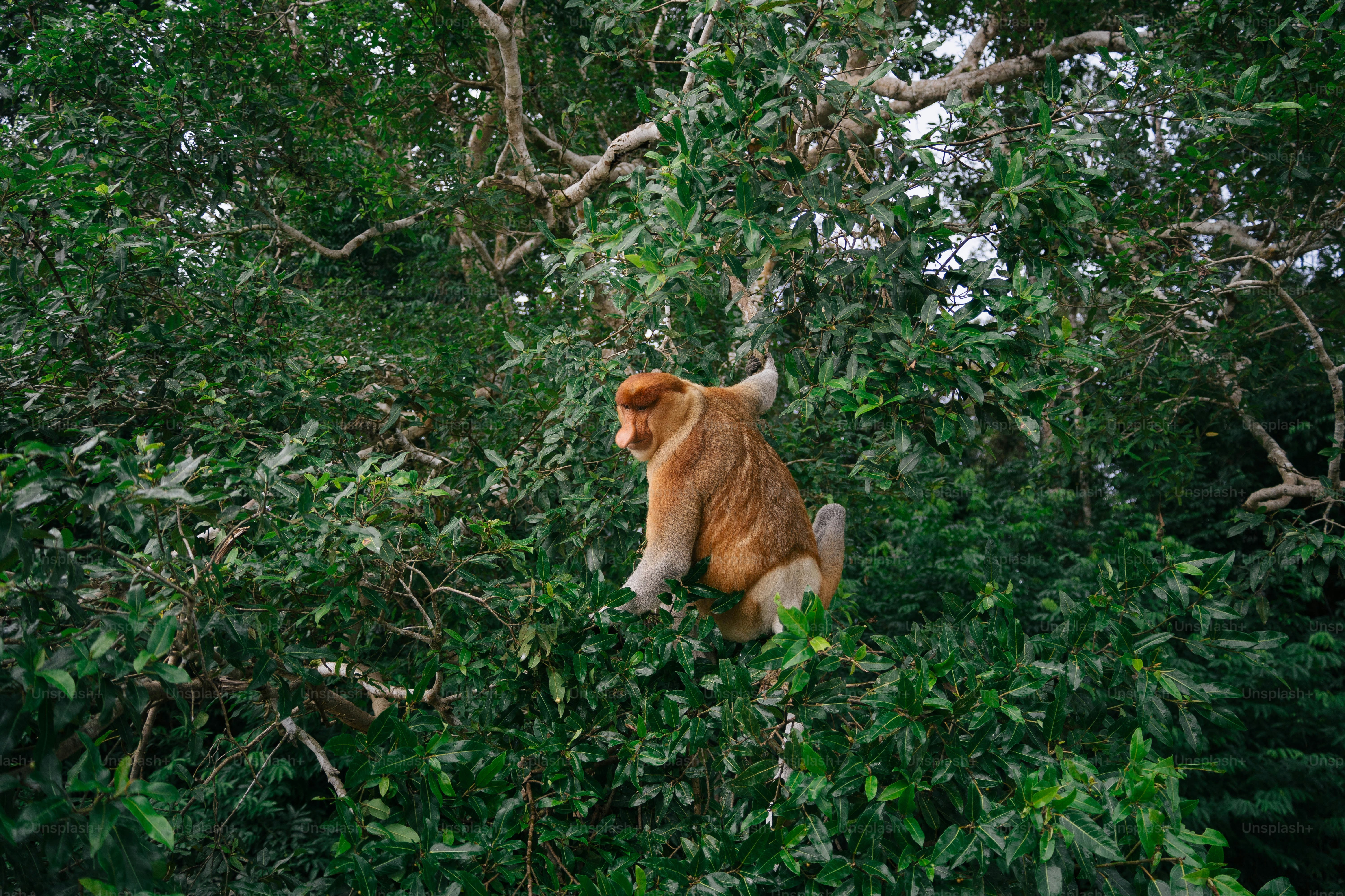 Un mono narigudo se sienta en lo alto de un exuberante árbol verde.