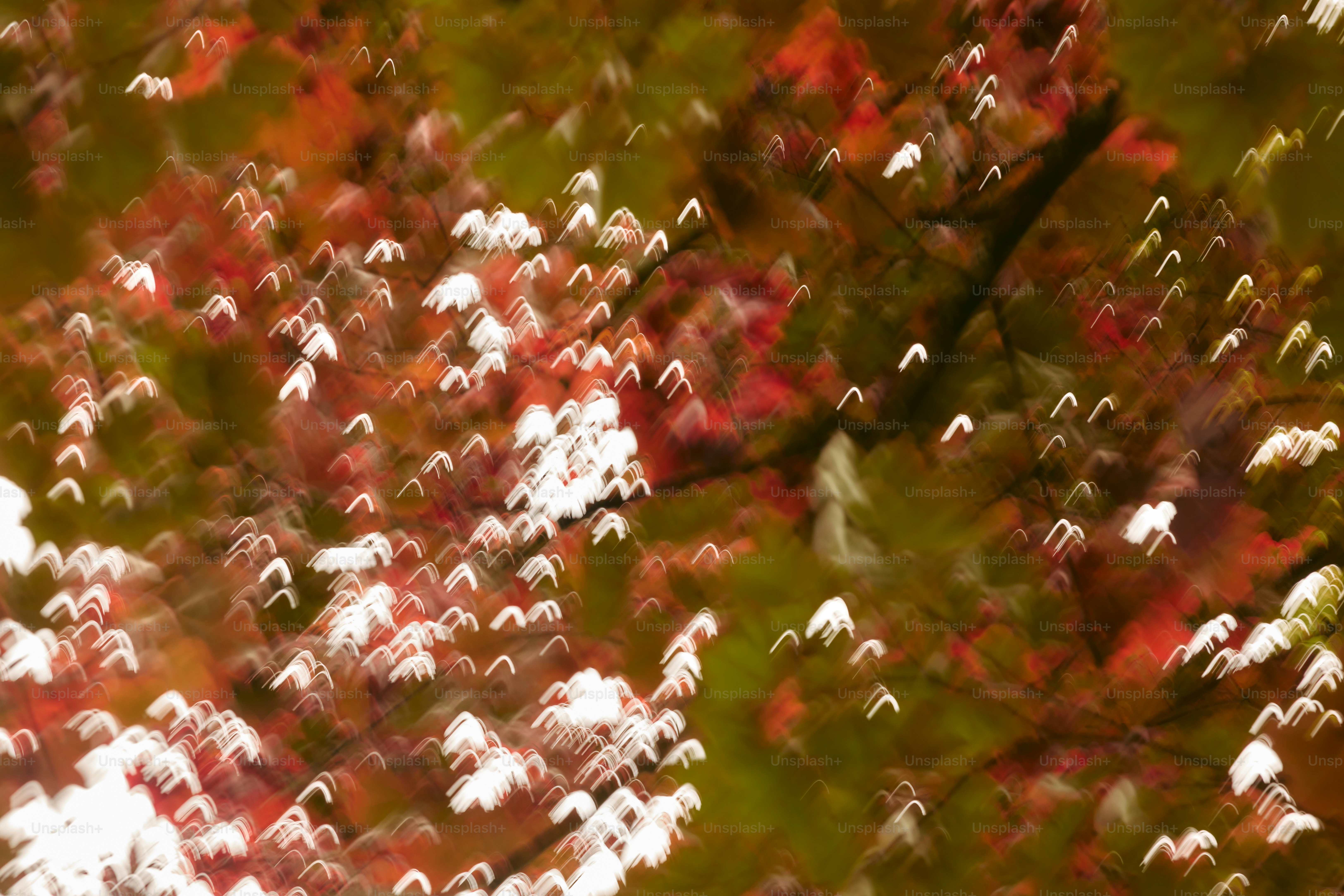 Abstract blur of autumn leaves and white blossoms