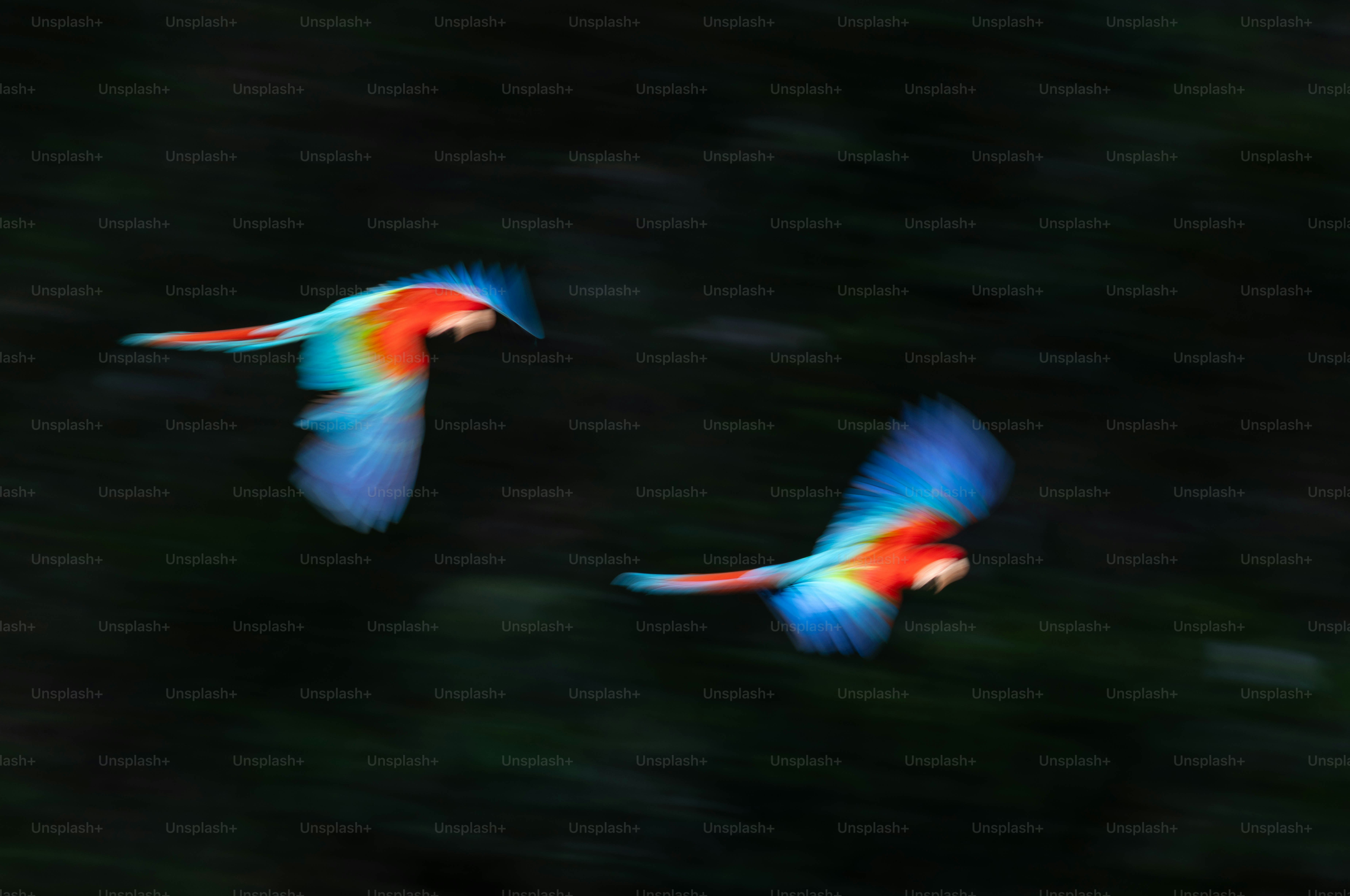 Two colorful macaws flying through the jungle