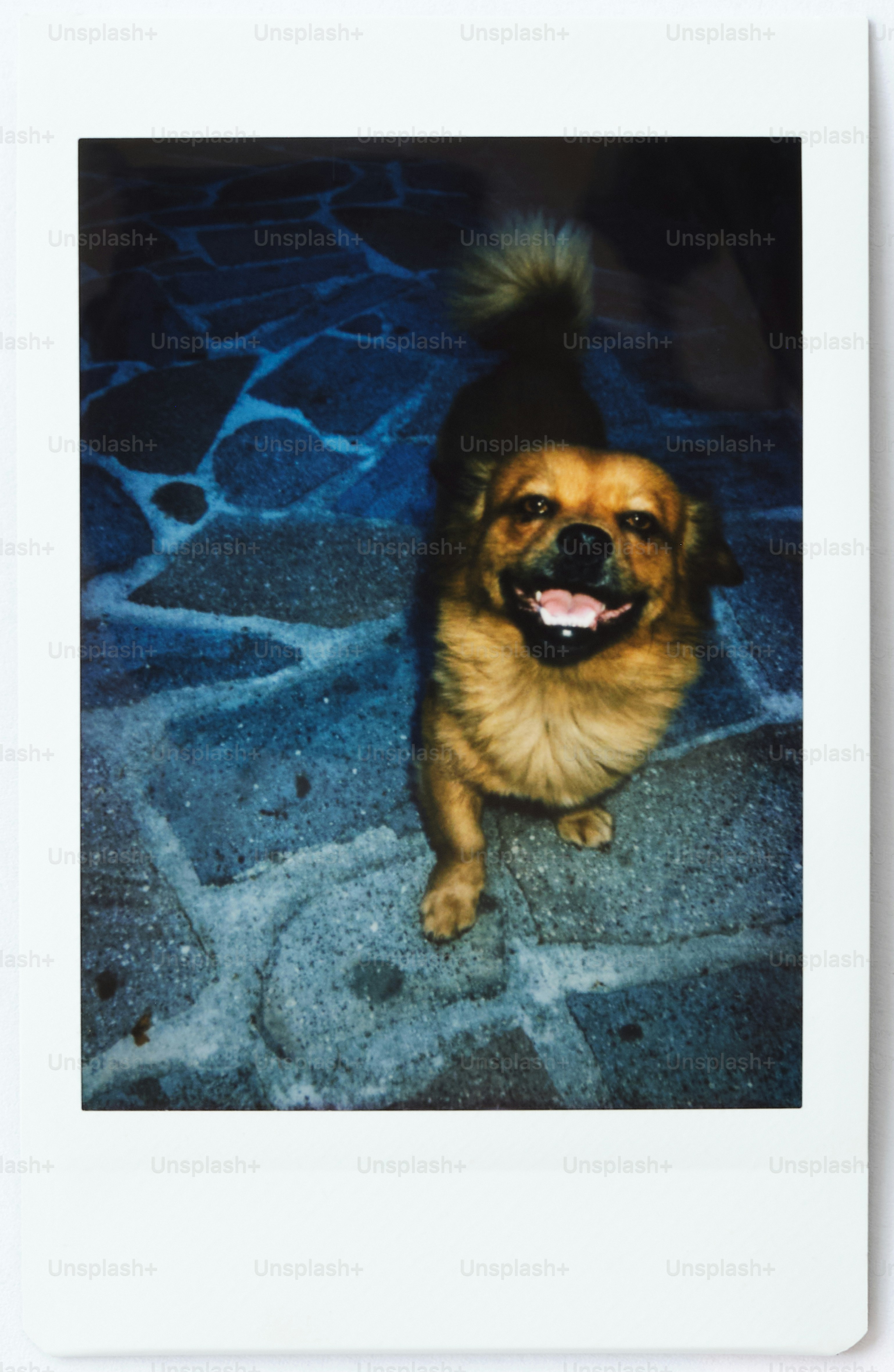 A happy dog stands on a stone path.