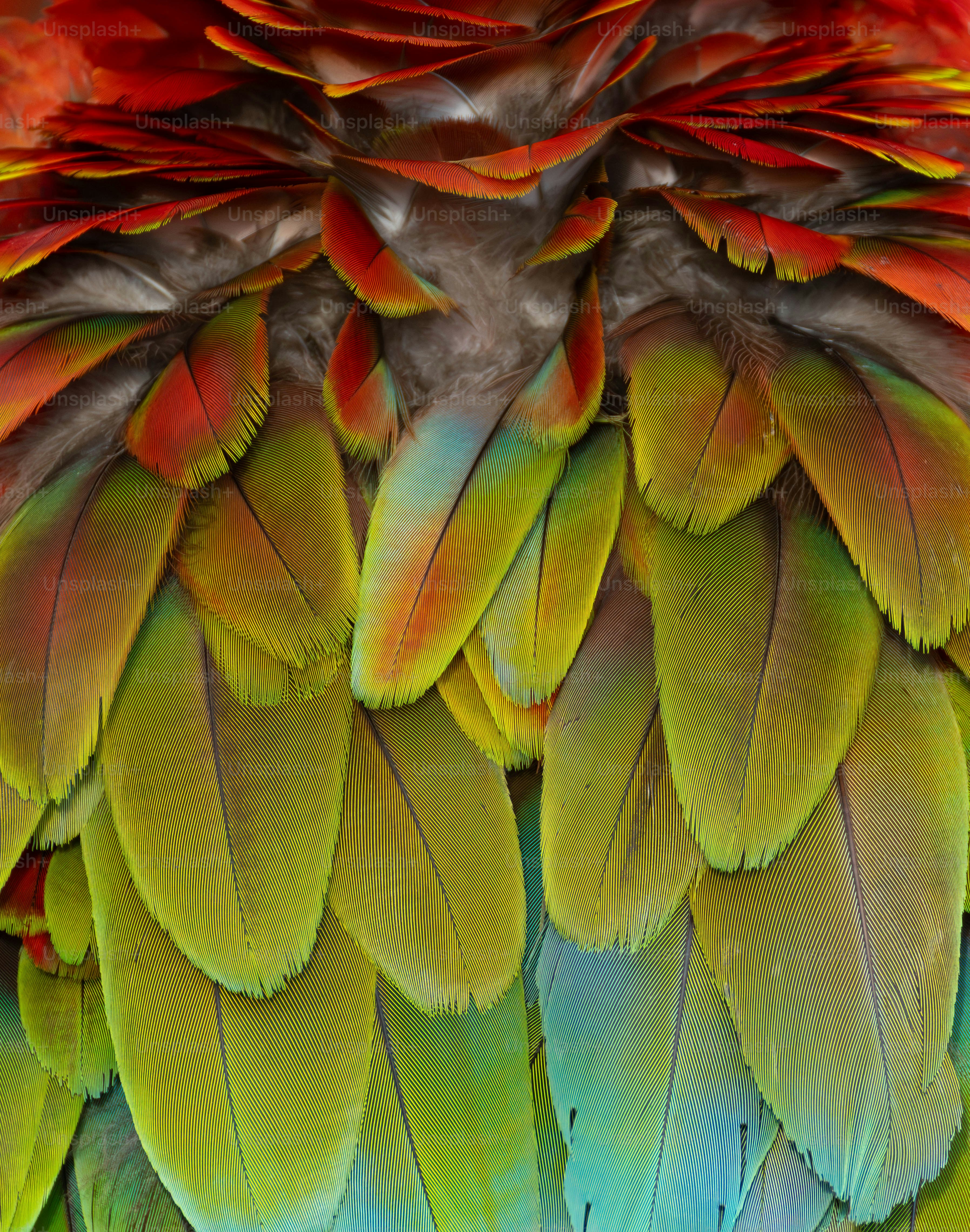 Close-up of vibrant, colorful parrot feathers photo – Texture Image on ...
