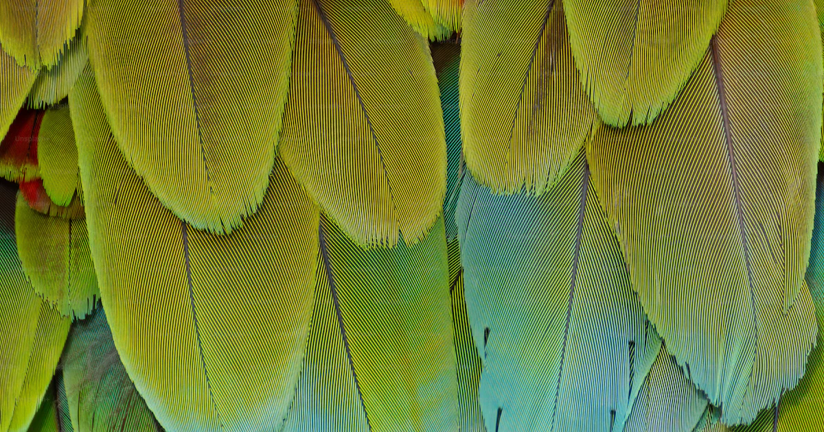 Parrot Textured Close-up of vibrant, colorful parrot feathers photo – Texture Image on ...
