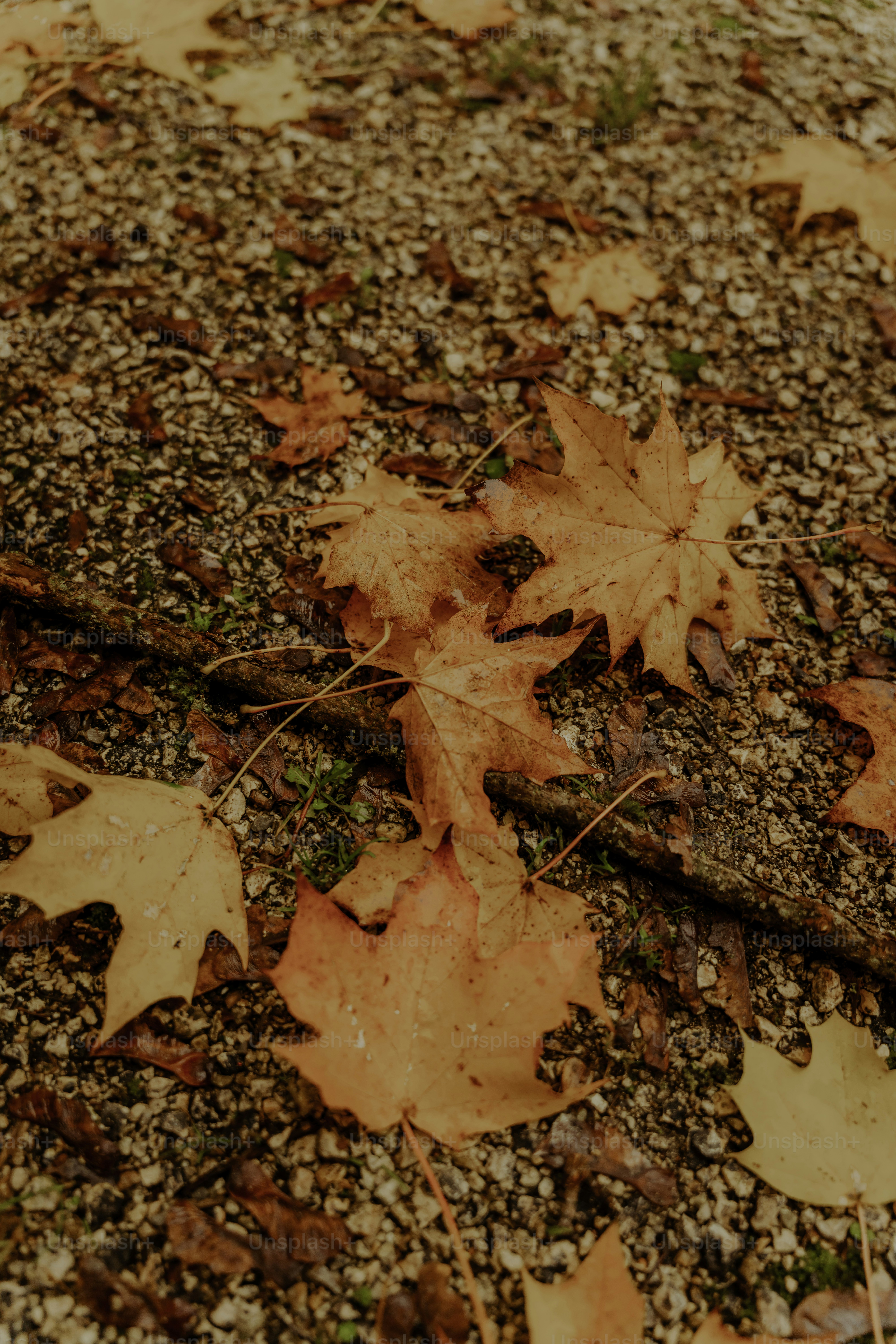 Fallen autumn leaves scattered on gravel path