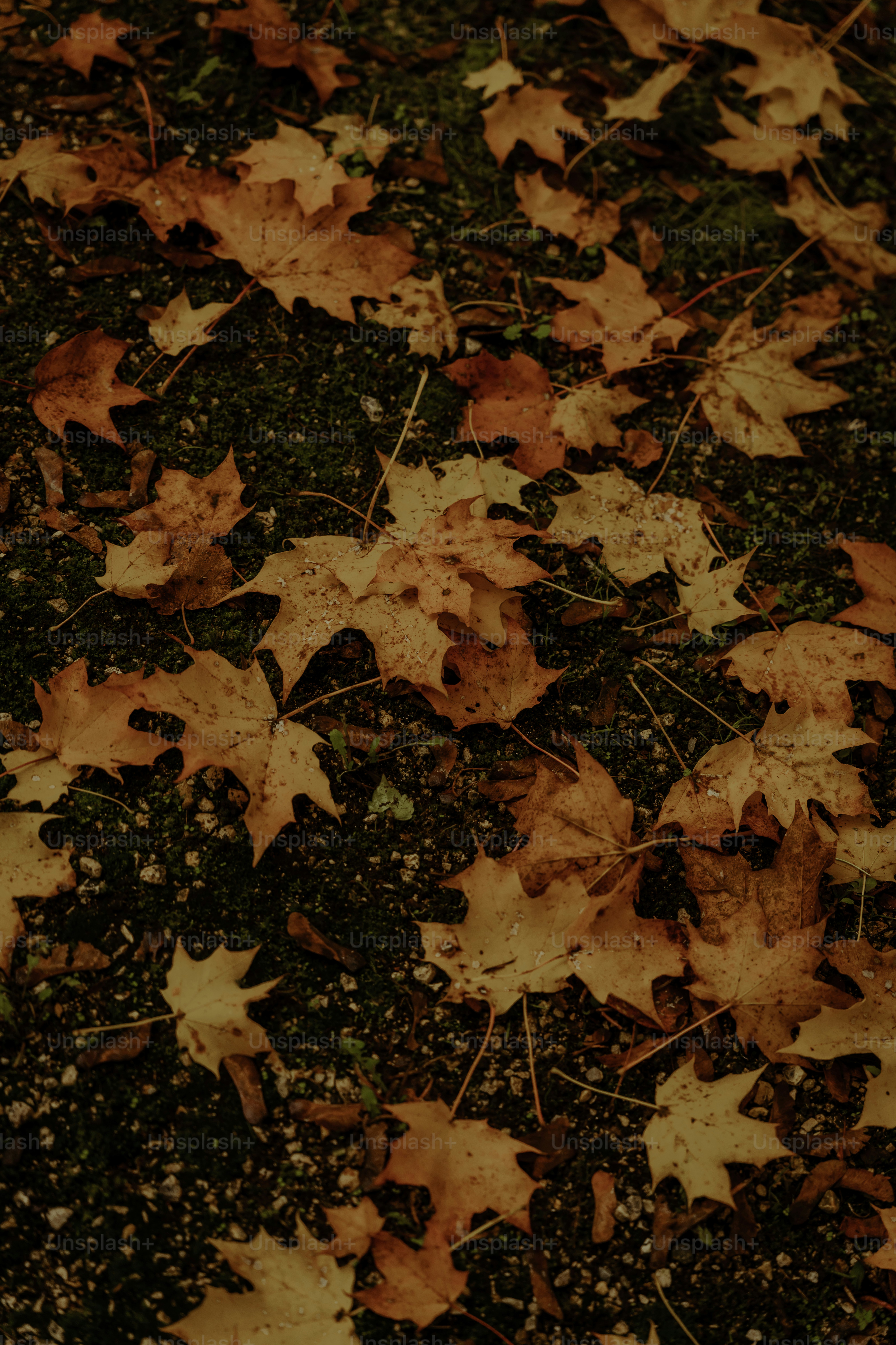 Autumn leaves scattered on dark ground