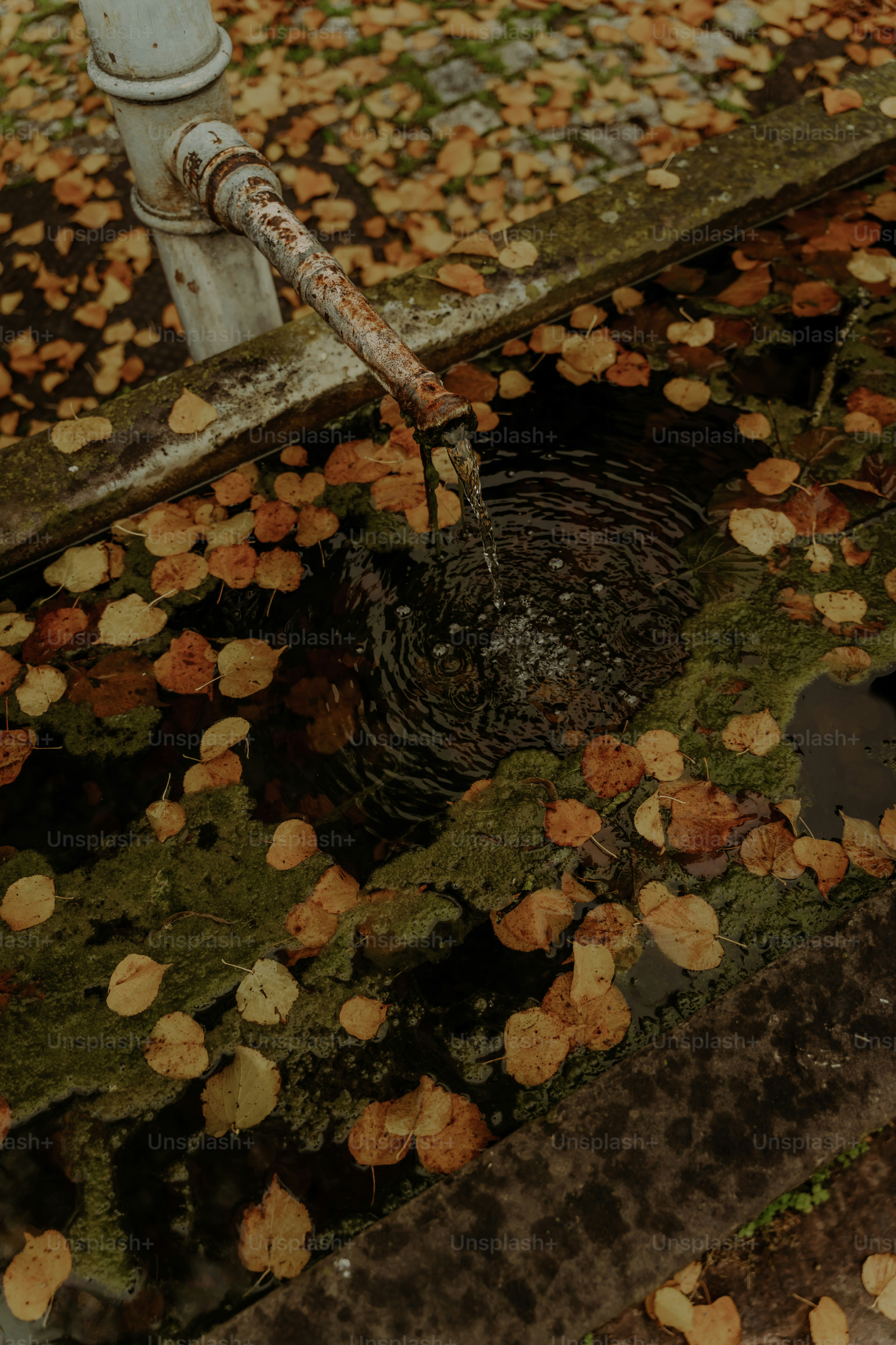 Water flows from old pipe into pool of autumn leaves.
