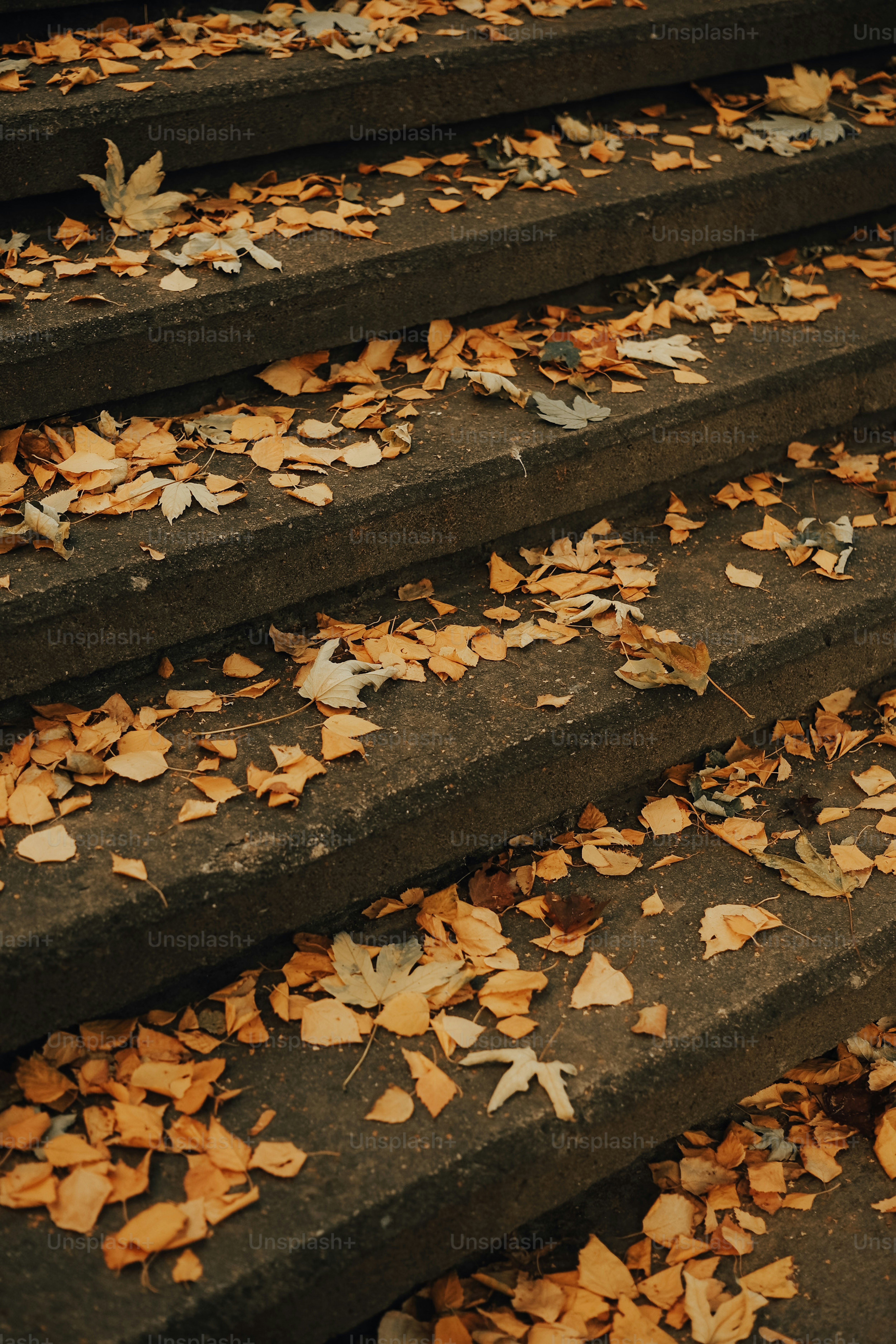 Autumn leaves scattered on concrete stairs.