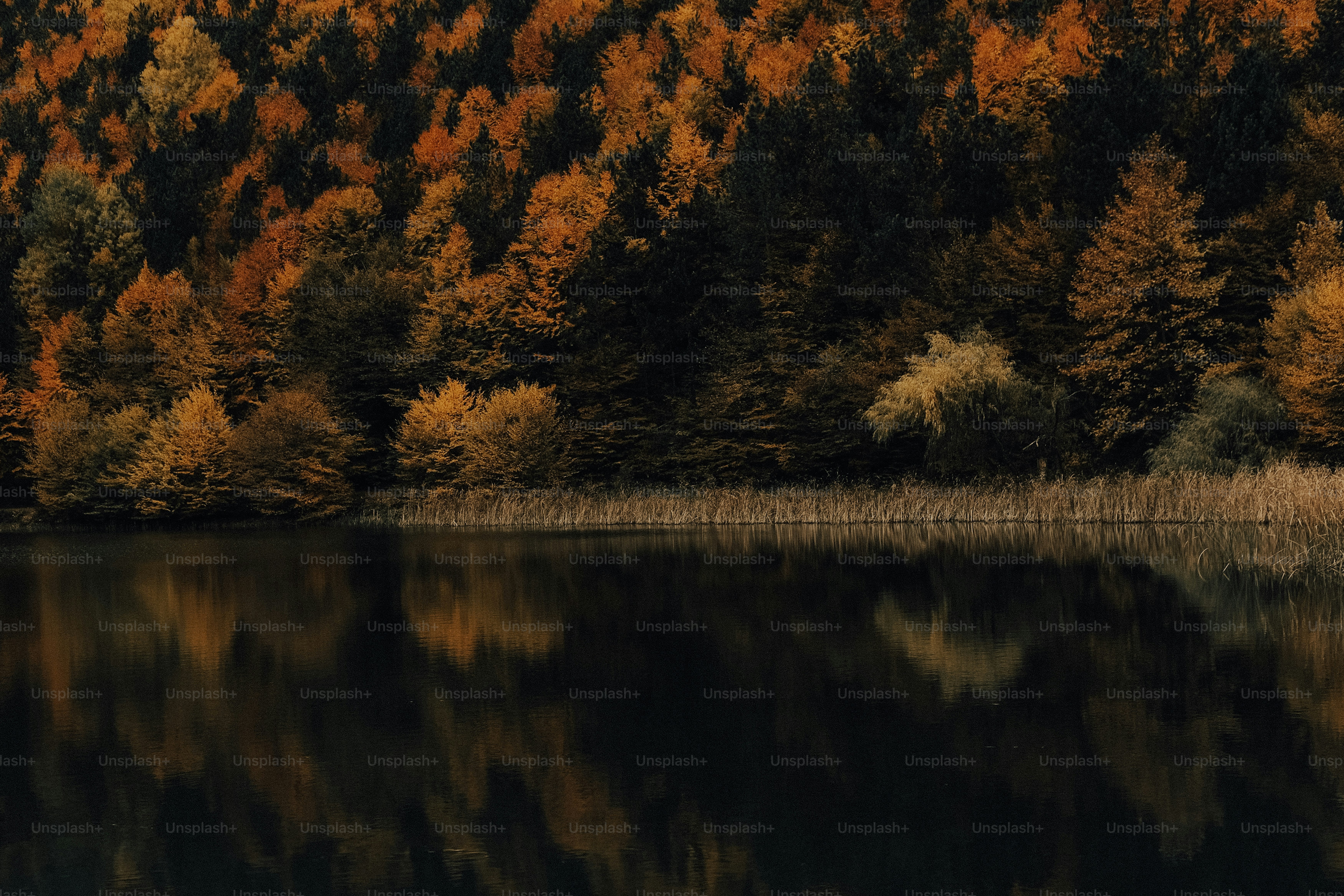 Autumn forest reflected in dark water
