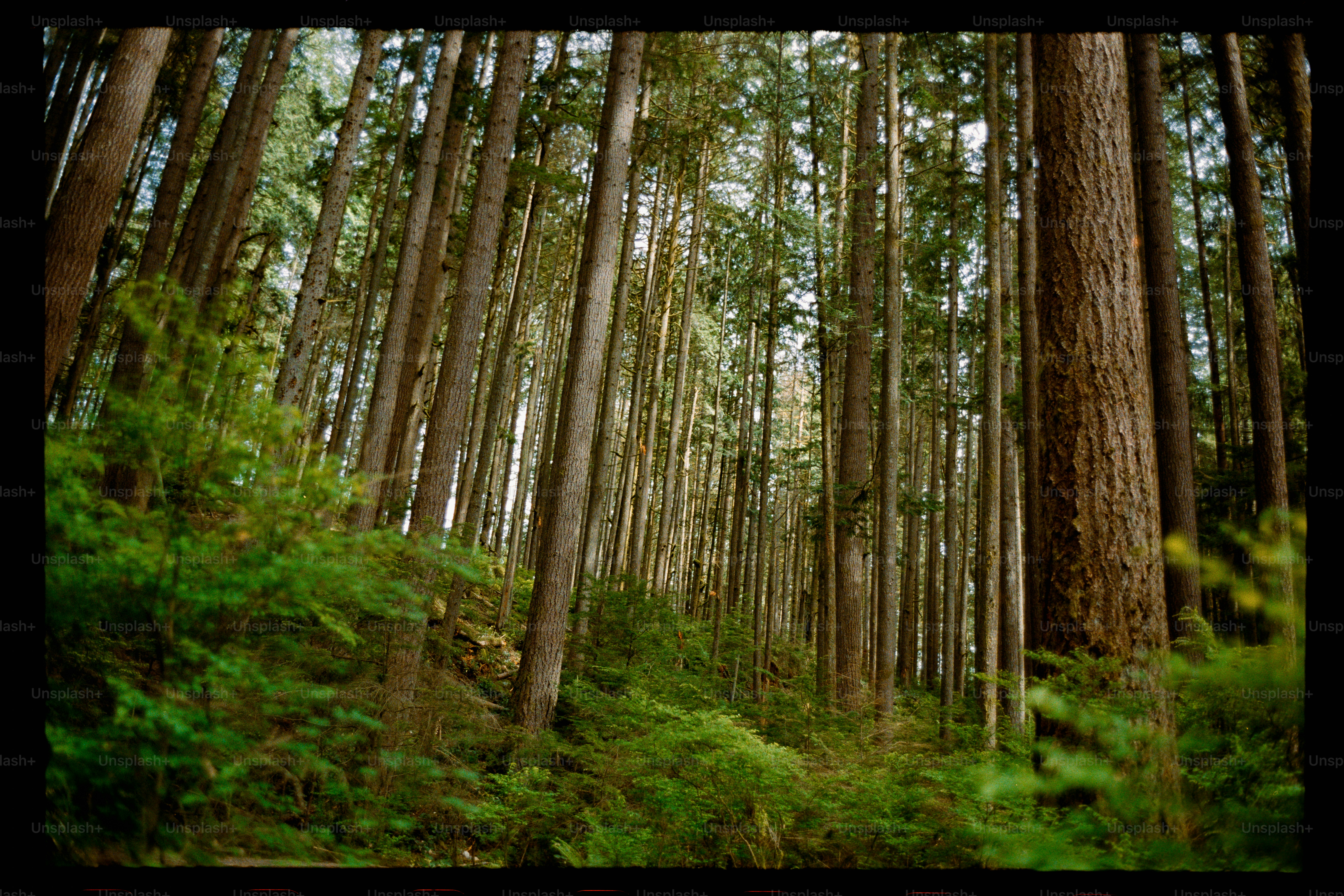 Tall trees in a lush green forest