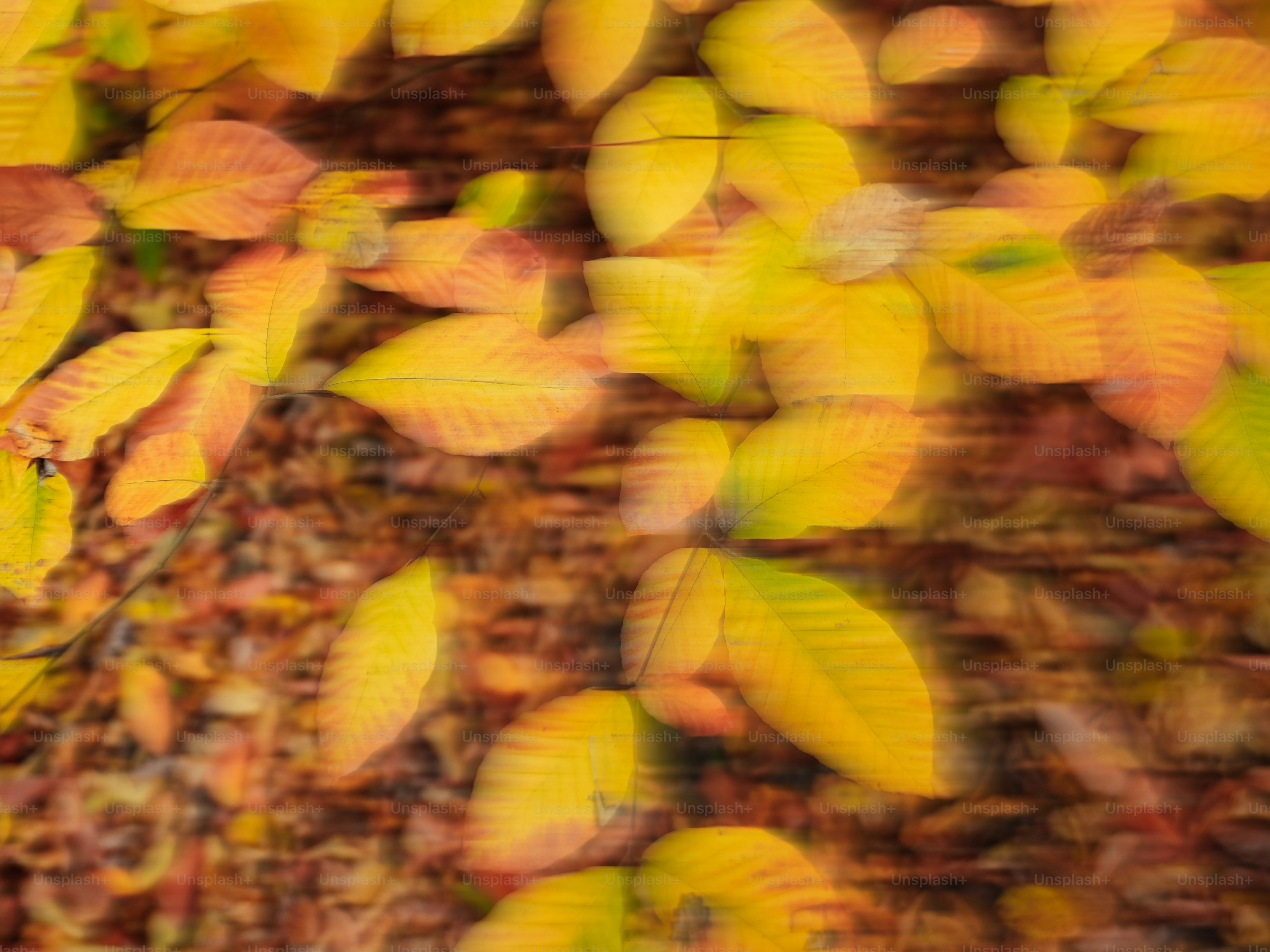 Gelbes Herbstlaub auf dem Boden verstreut