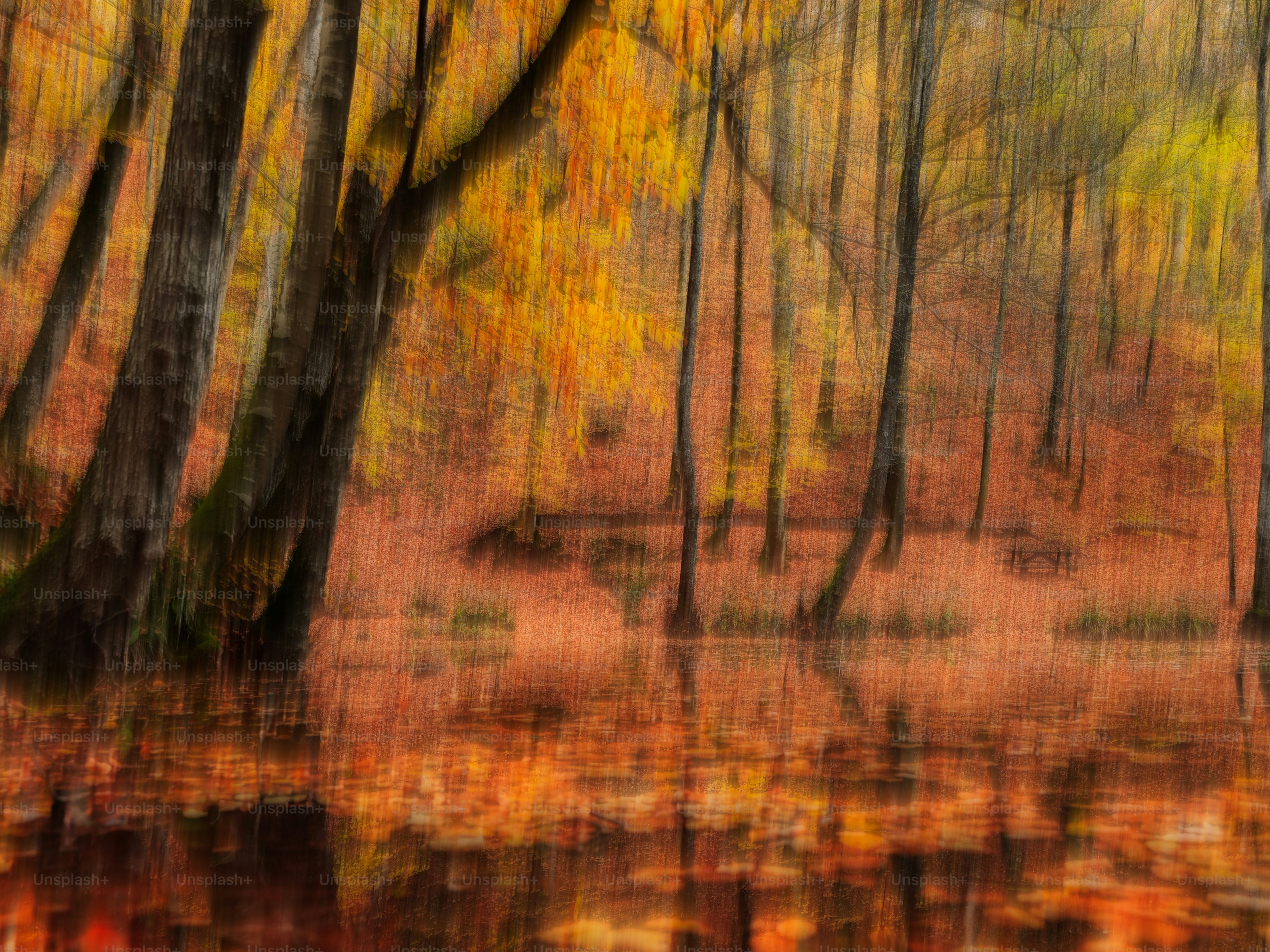 Herbstlicher Wald mit Reflexionen im Wasser
