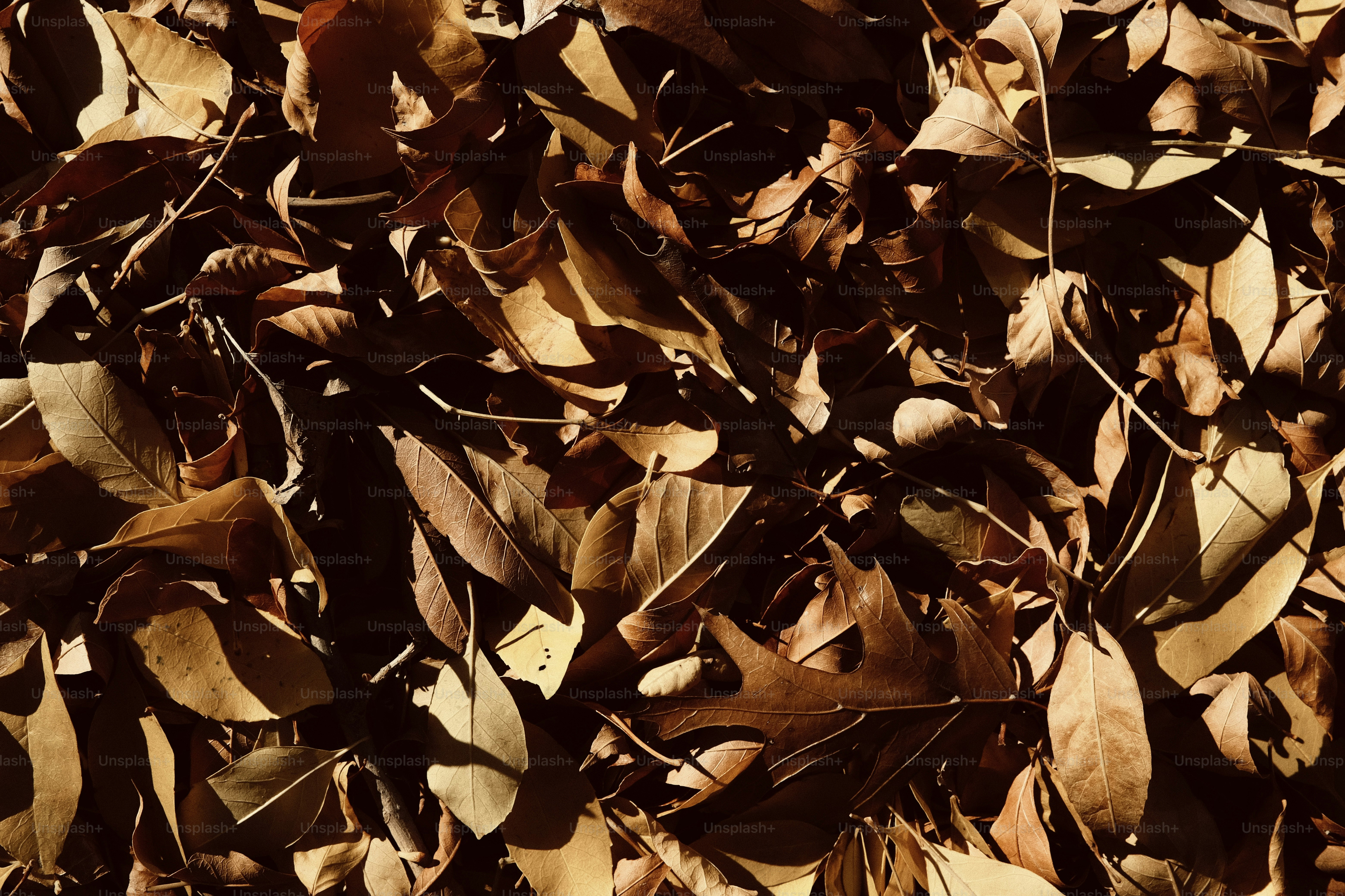 Dry brown autumn leaves scattered on the ground.