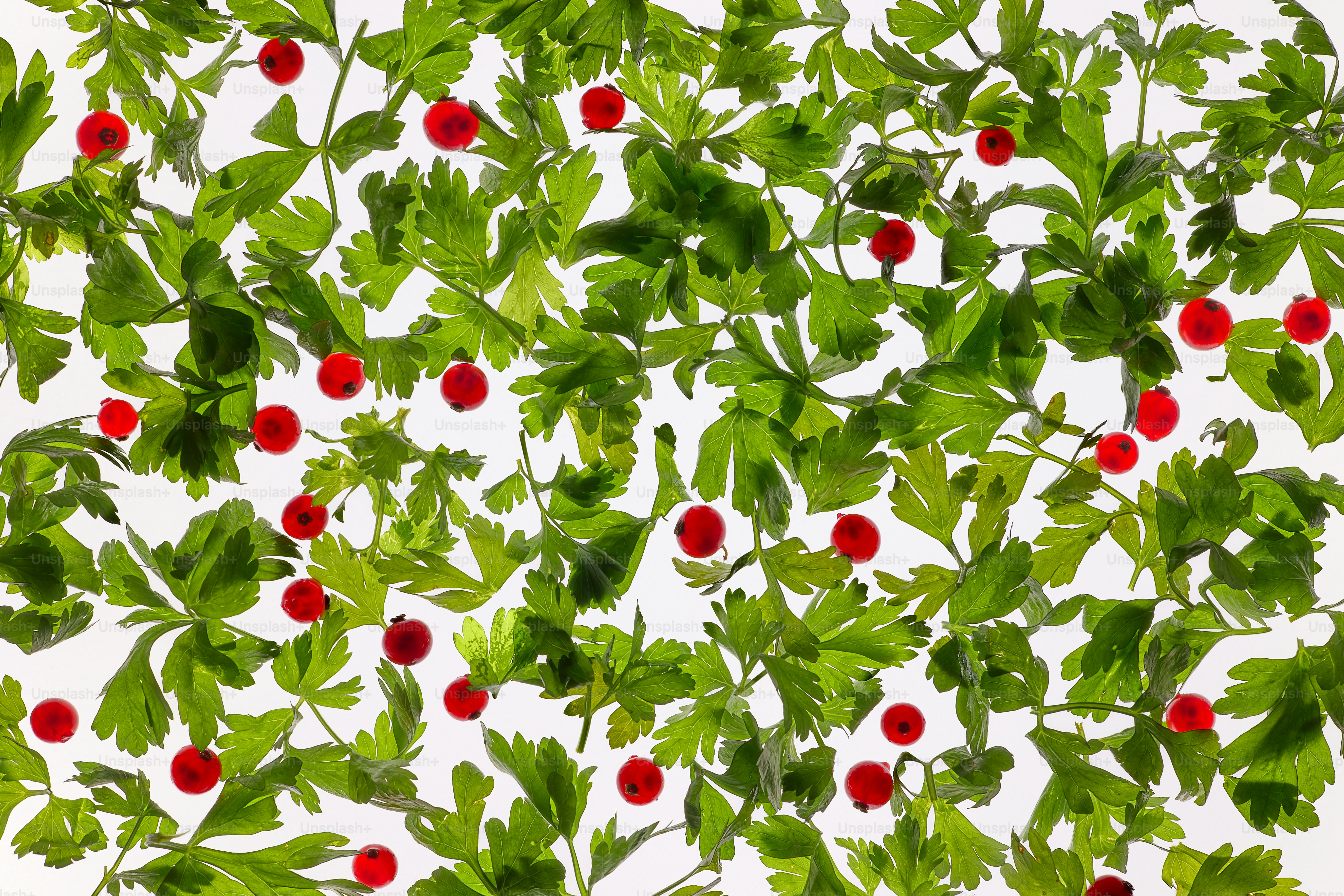 Feuilles de persil vert avec des baies rouges éparpillées partout