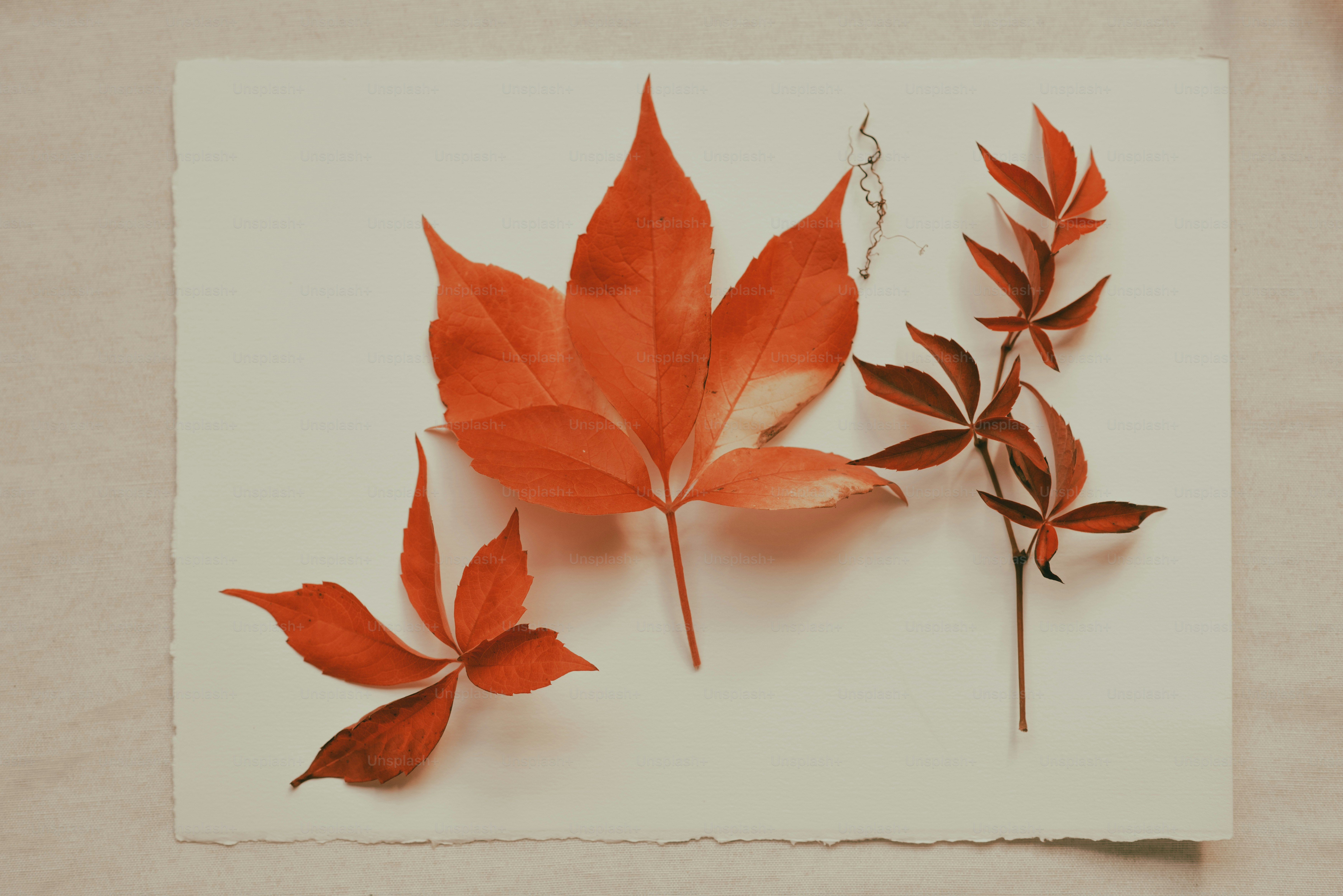 Drei rote Herbstblätter auf Papier arrangiert