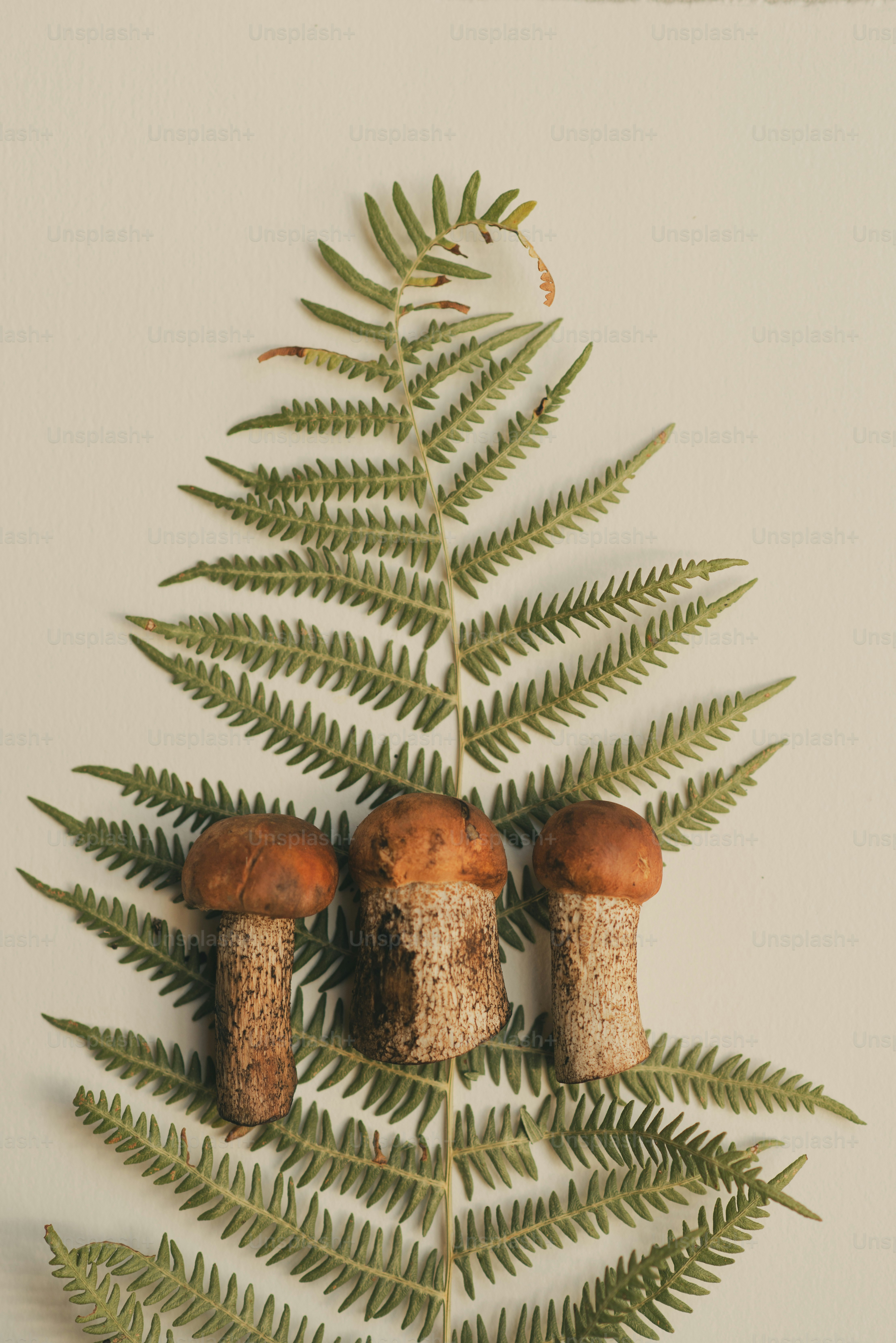 Drei Pilze, die auf einem Farnblatt ruhen.