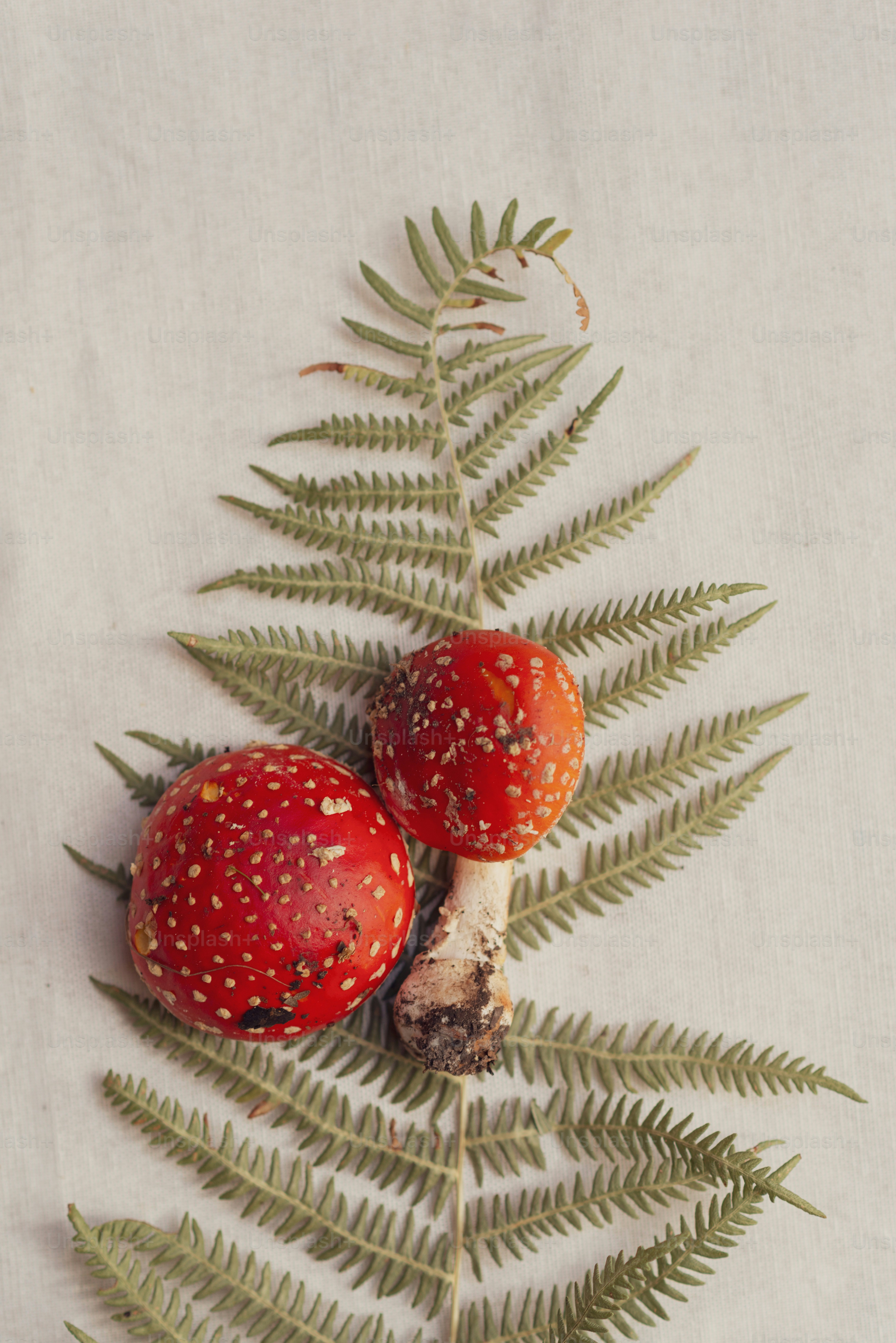 Zwei rote Pilze mit weißen Flecken auf Farn