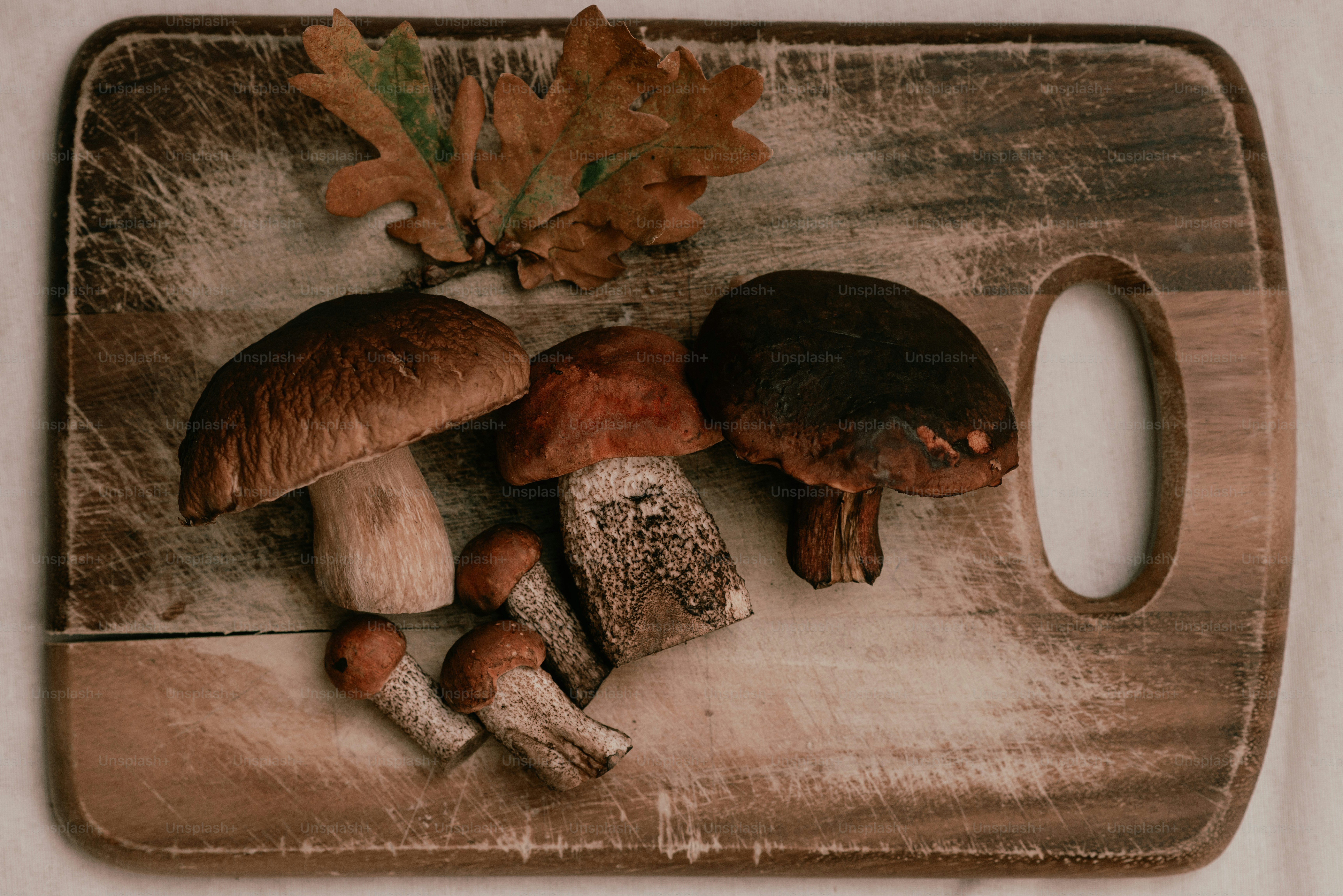 Frische Champignons und Eichenblätter auf einem Schneidebrett.