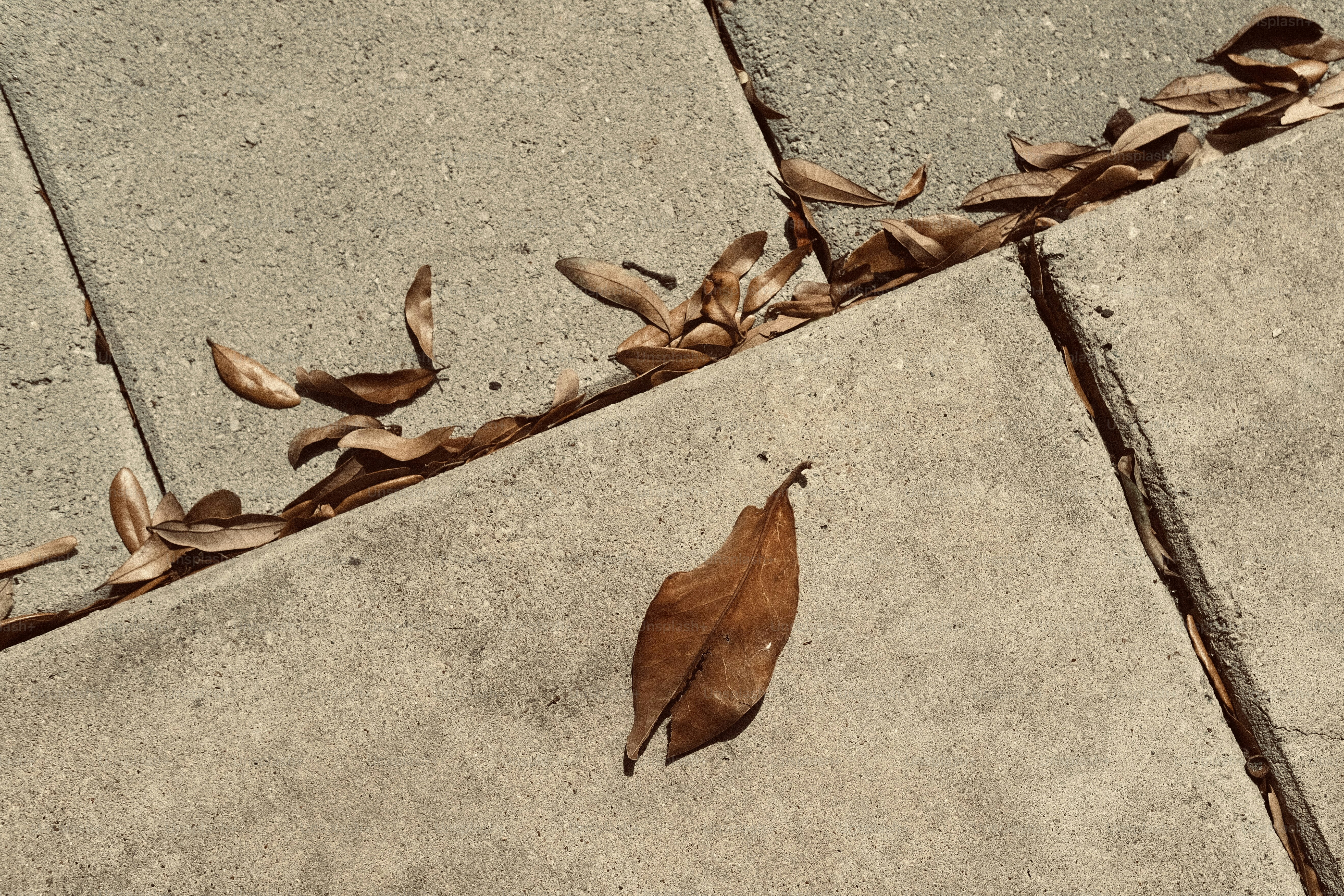 Dry leaves scattered on a concrete sidewalk.