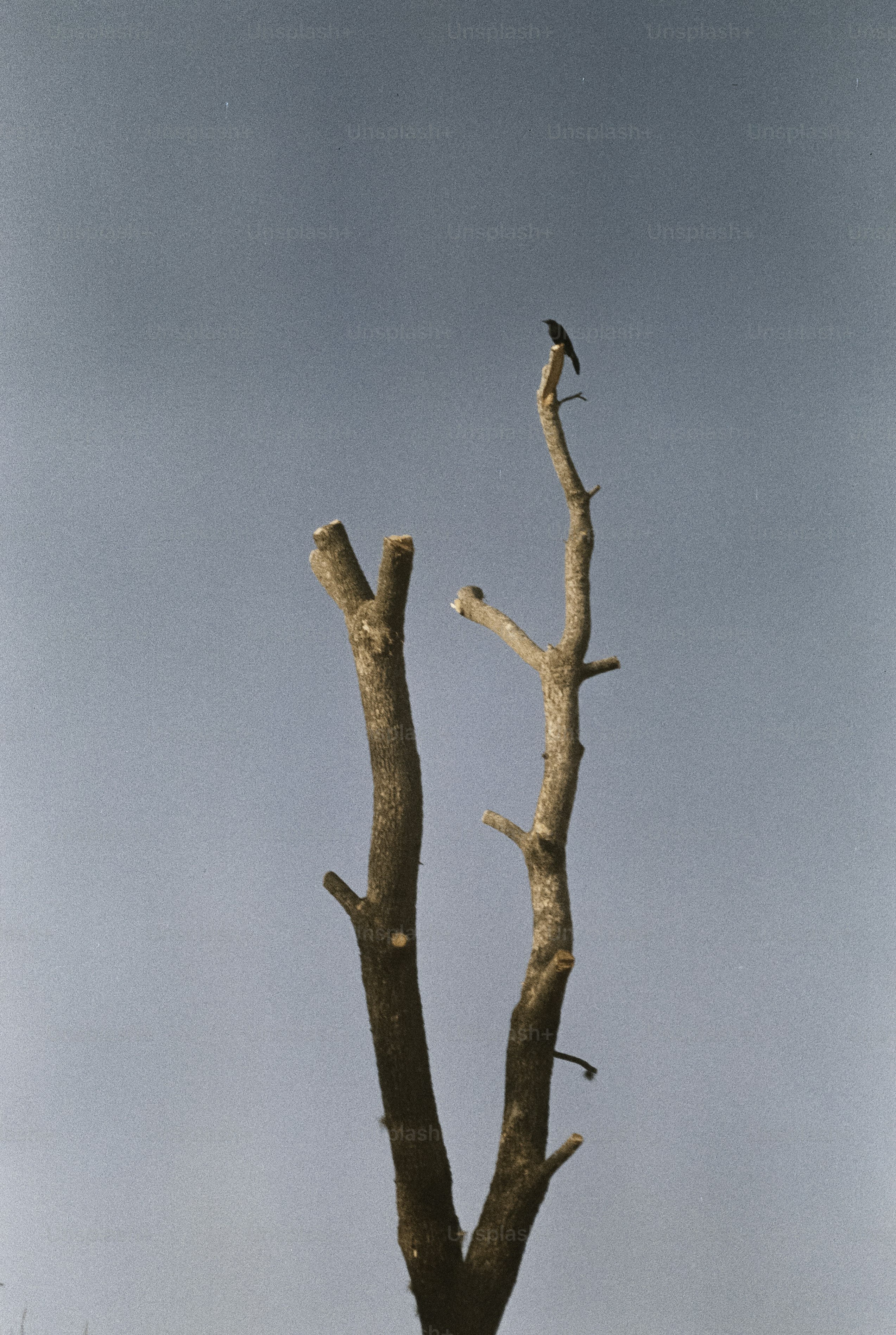 Un pájaro solitario se posa en la rama desnuda de un árbol.