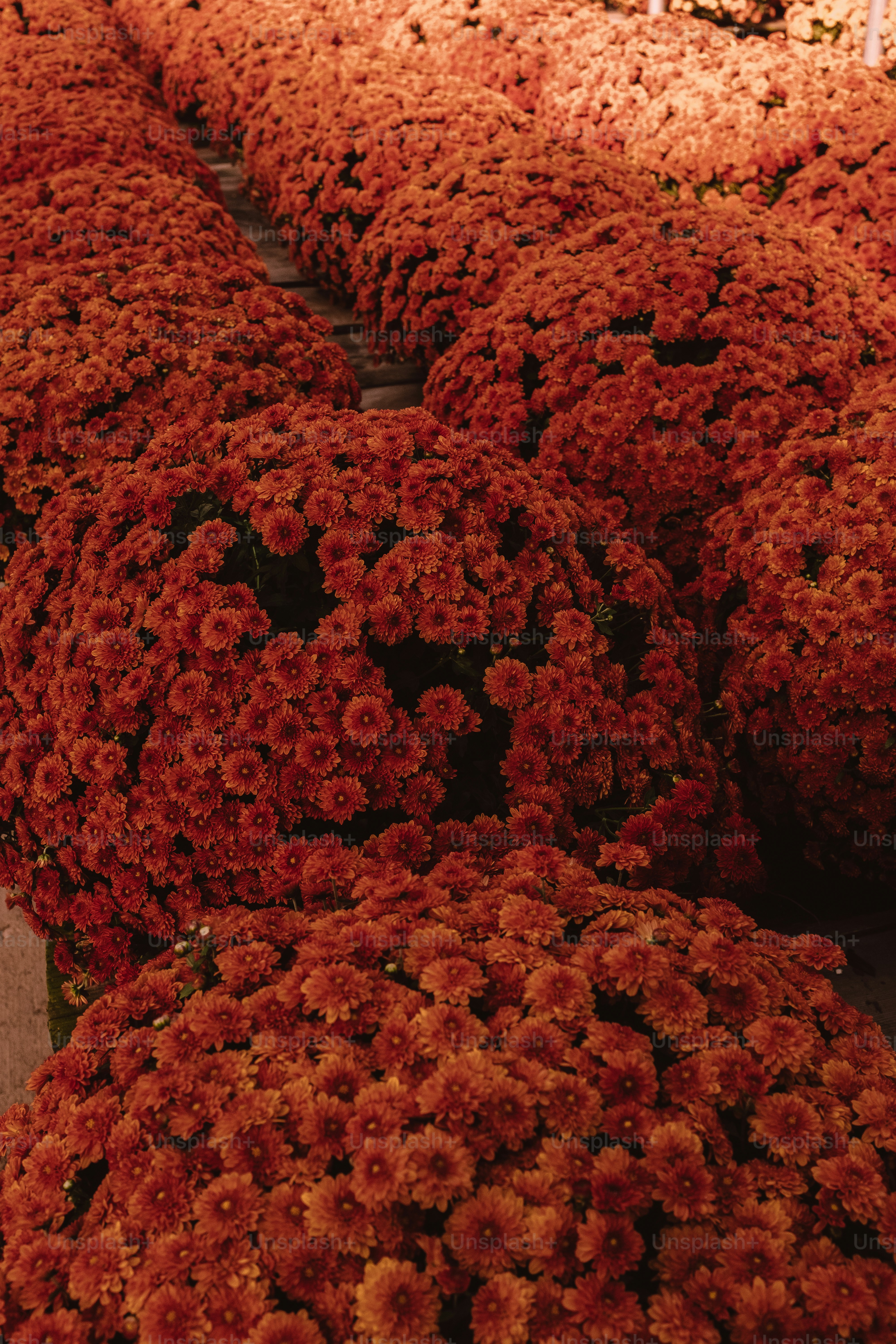 Close-up of vibrant orange mums in sunlight photo – Fall season Image ...