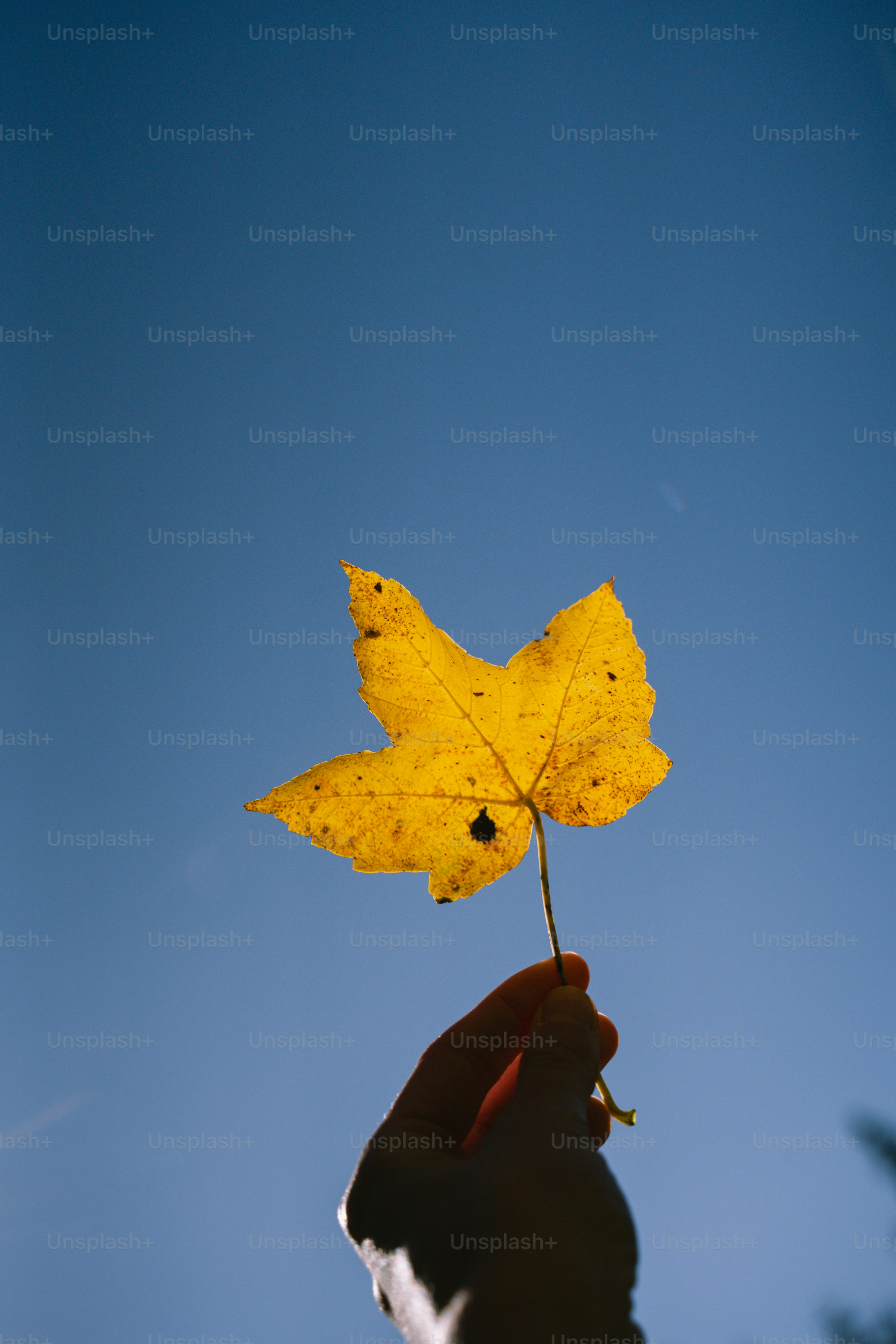 Hand holding a yellow maple leaf against blue sky photo – Wallpaper ...