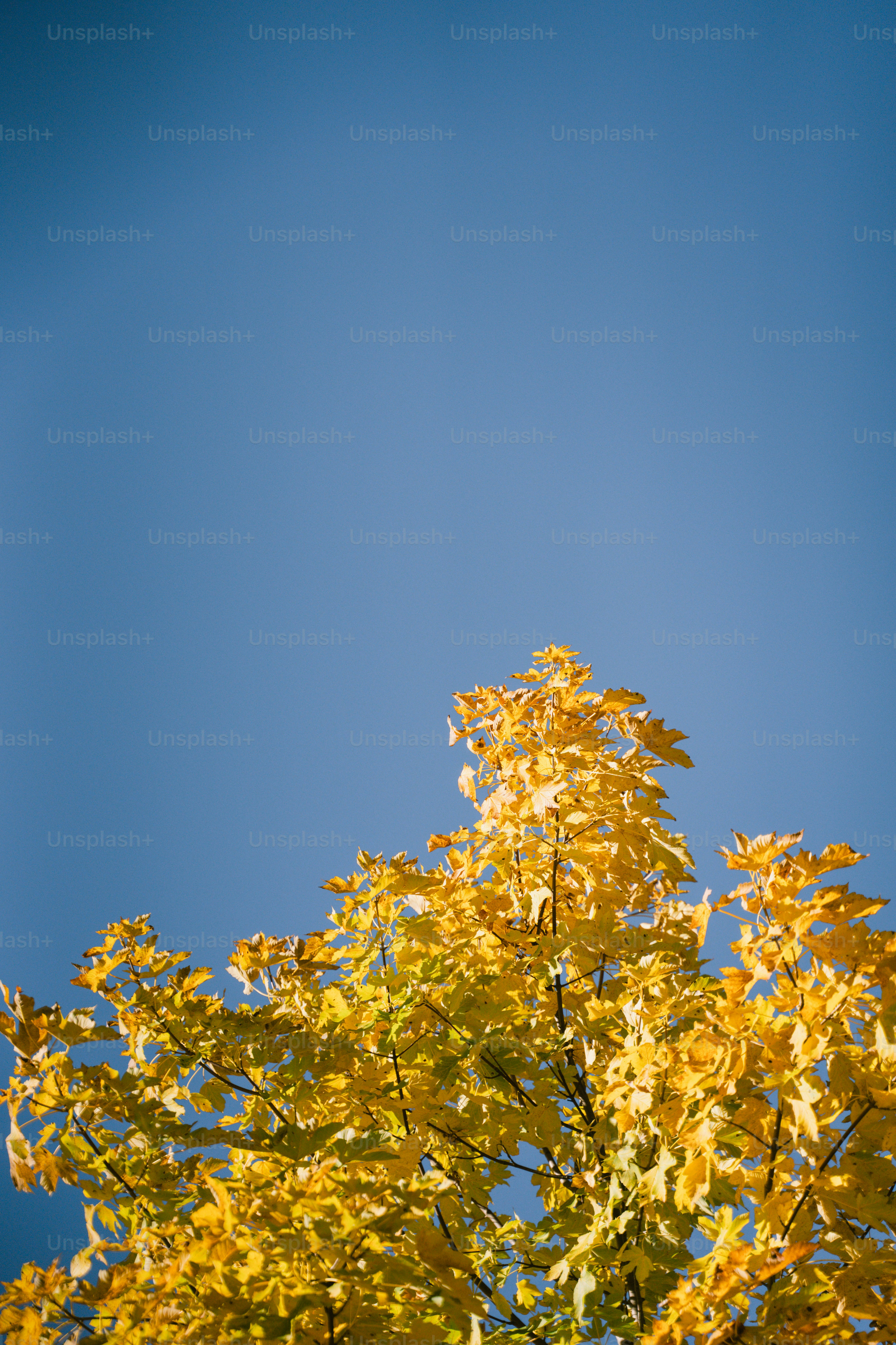 Hand holding a yellow maple leaf against blue sky photo – Wallpaper ...