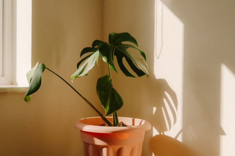 A potted monstera plant in warm sunlight.