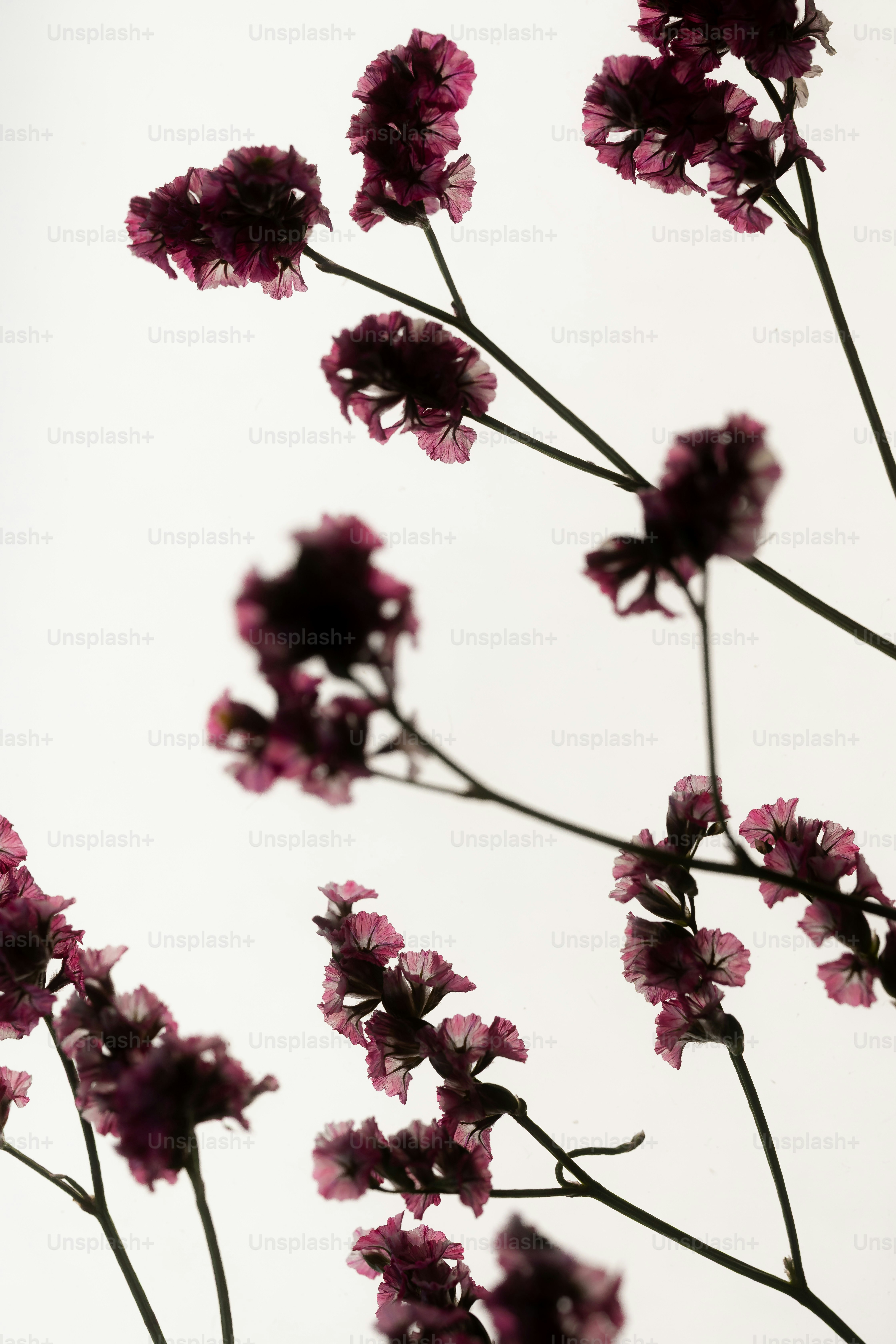 Dark purple dried flowers against a white background
