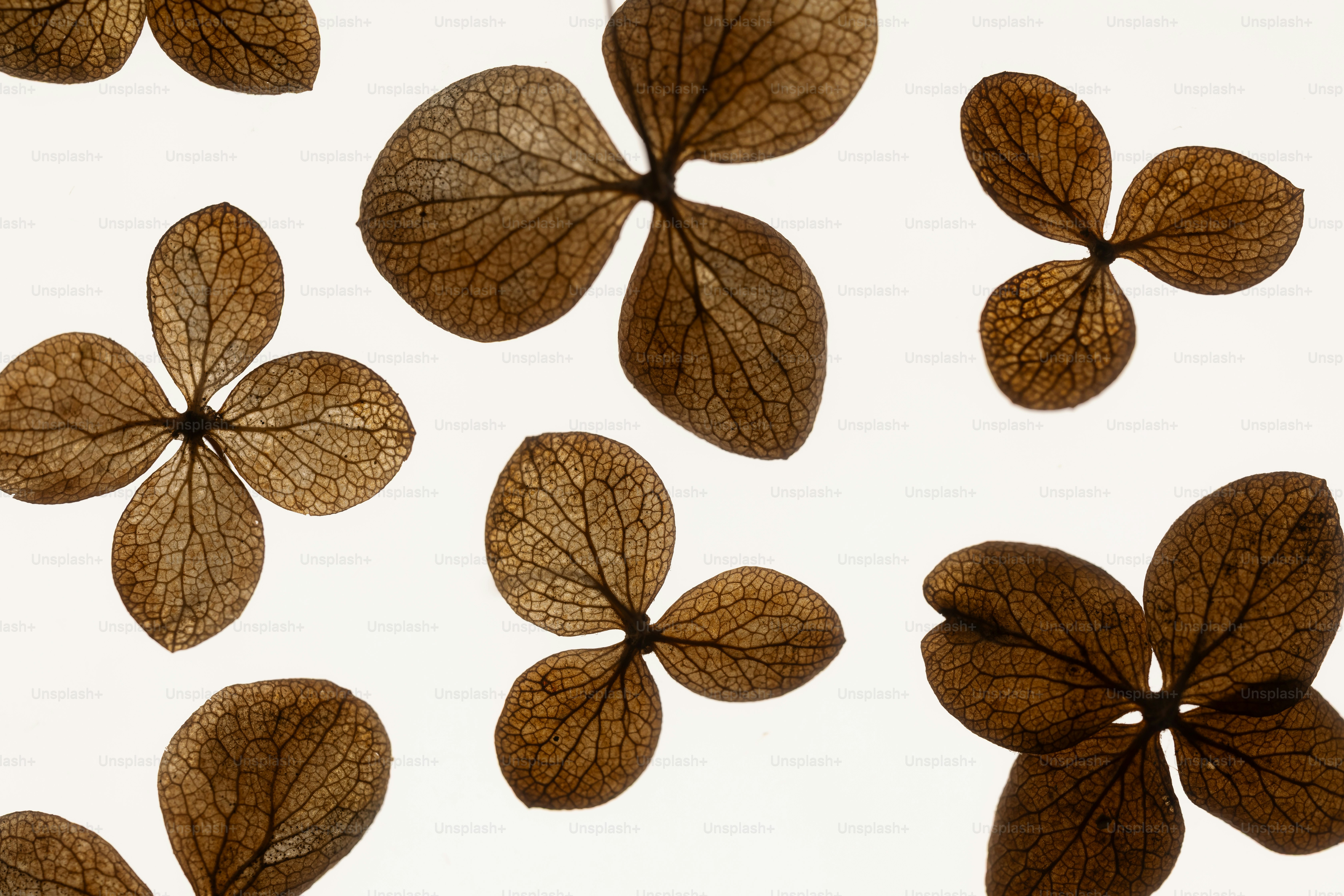 Dried hydrangea flowers arranged on a white background