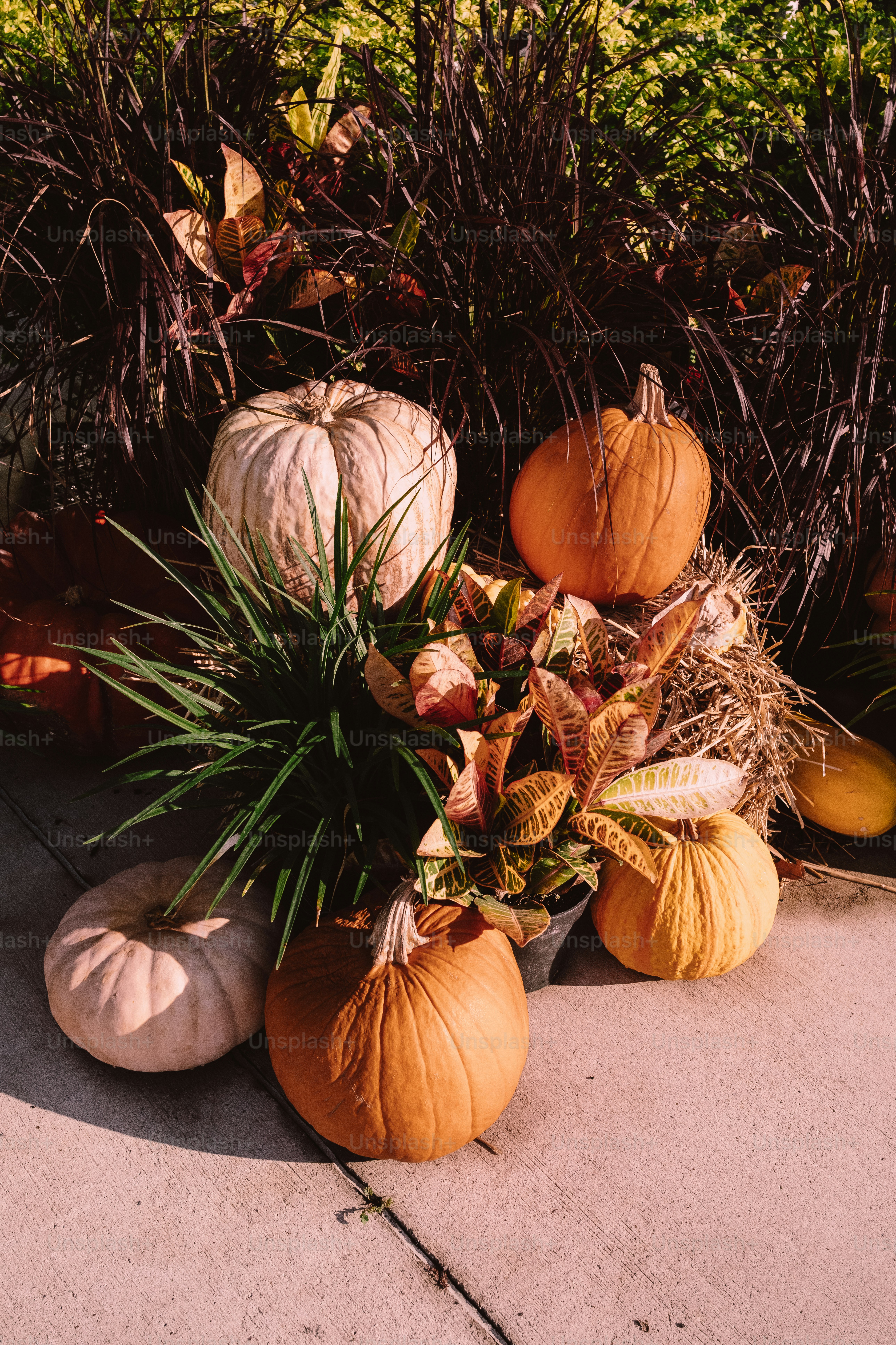 Assortment of pumpkins and fall foliage on pavement