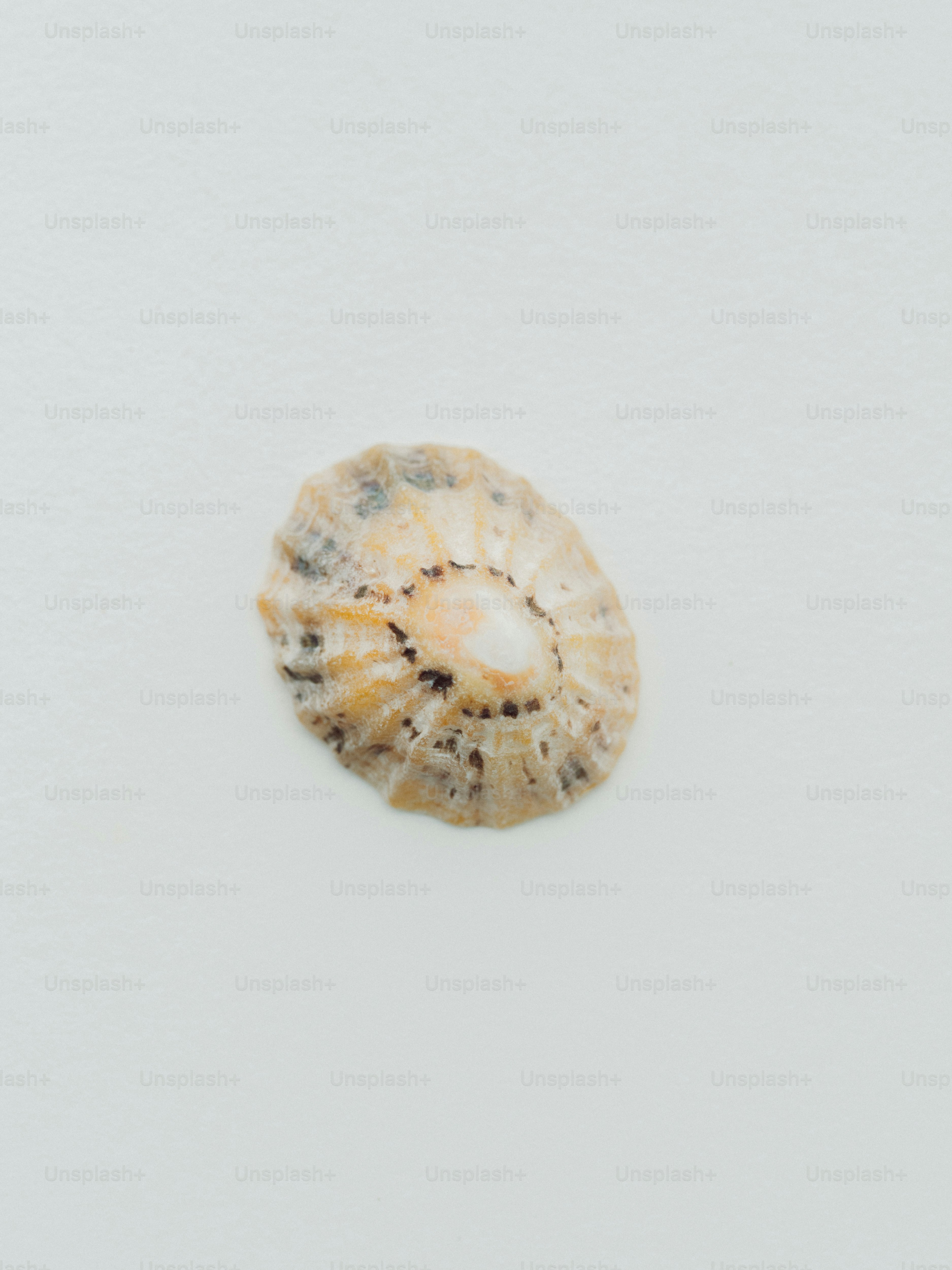 A single limpet shell on a white background