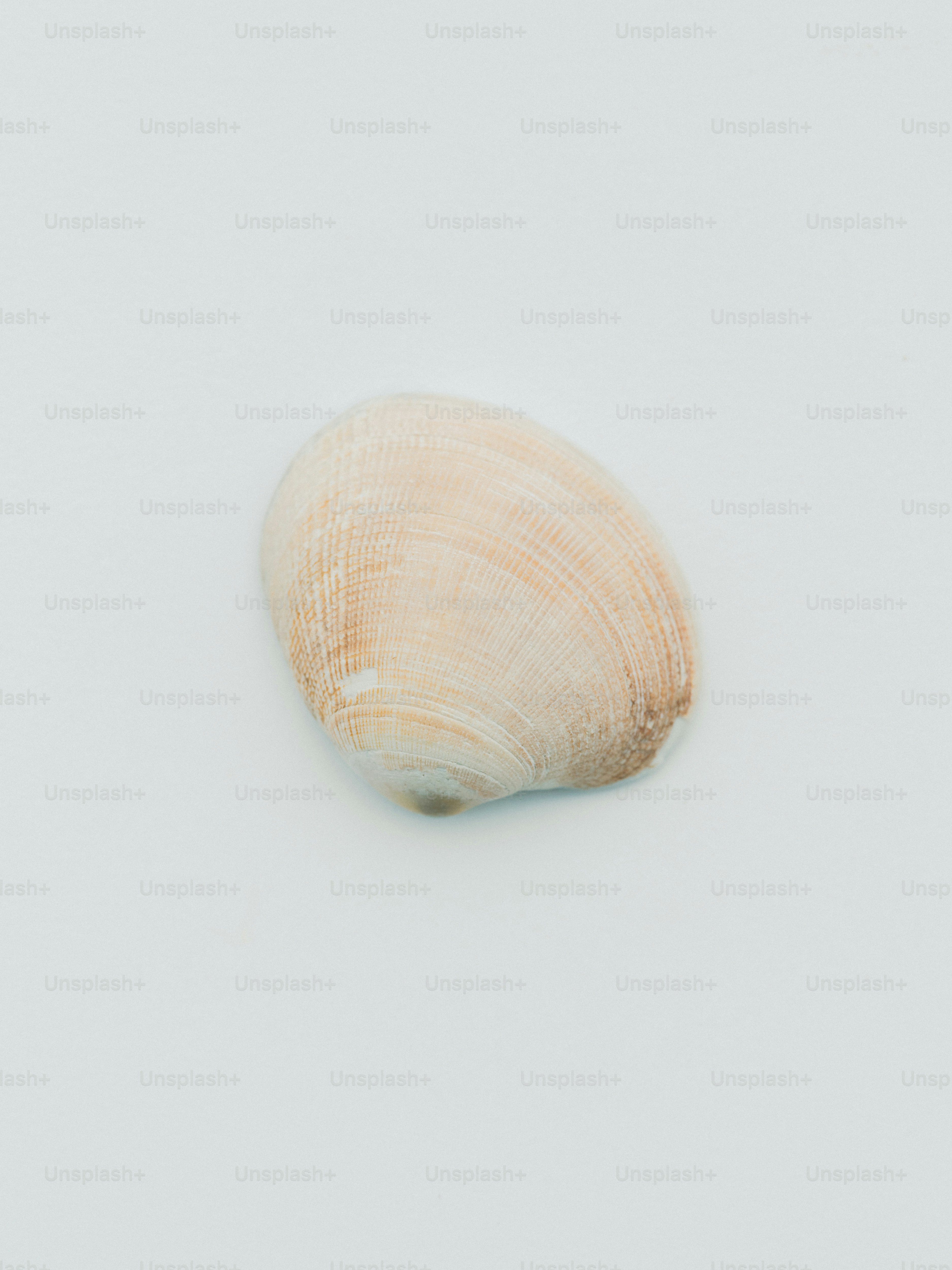 A single seashell on a white background