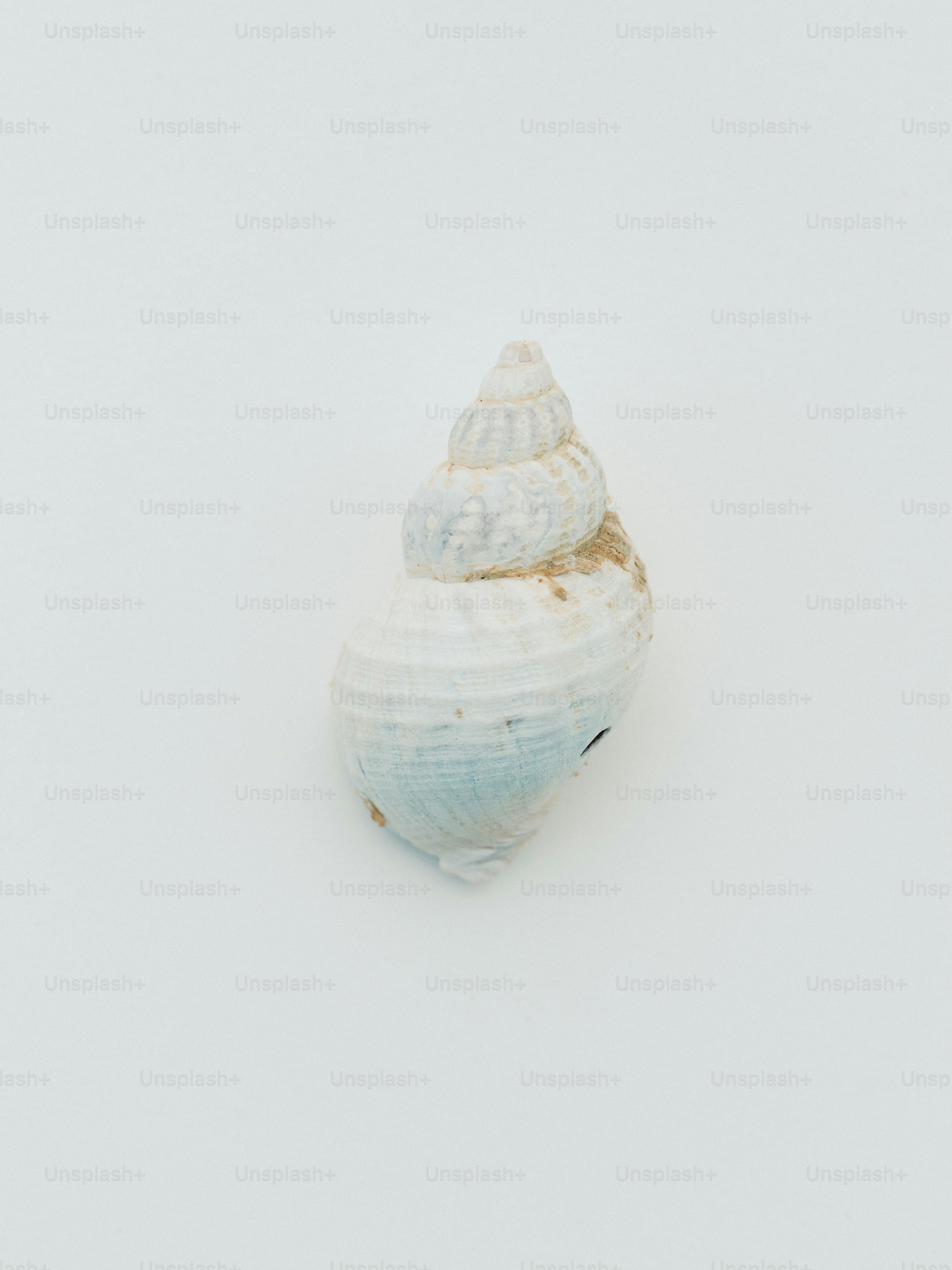 A single white seashell on a white background
