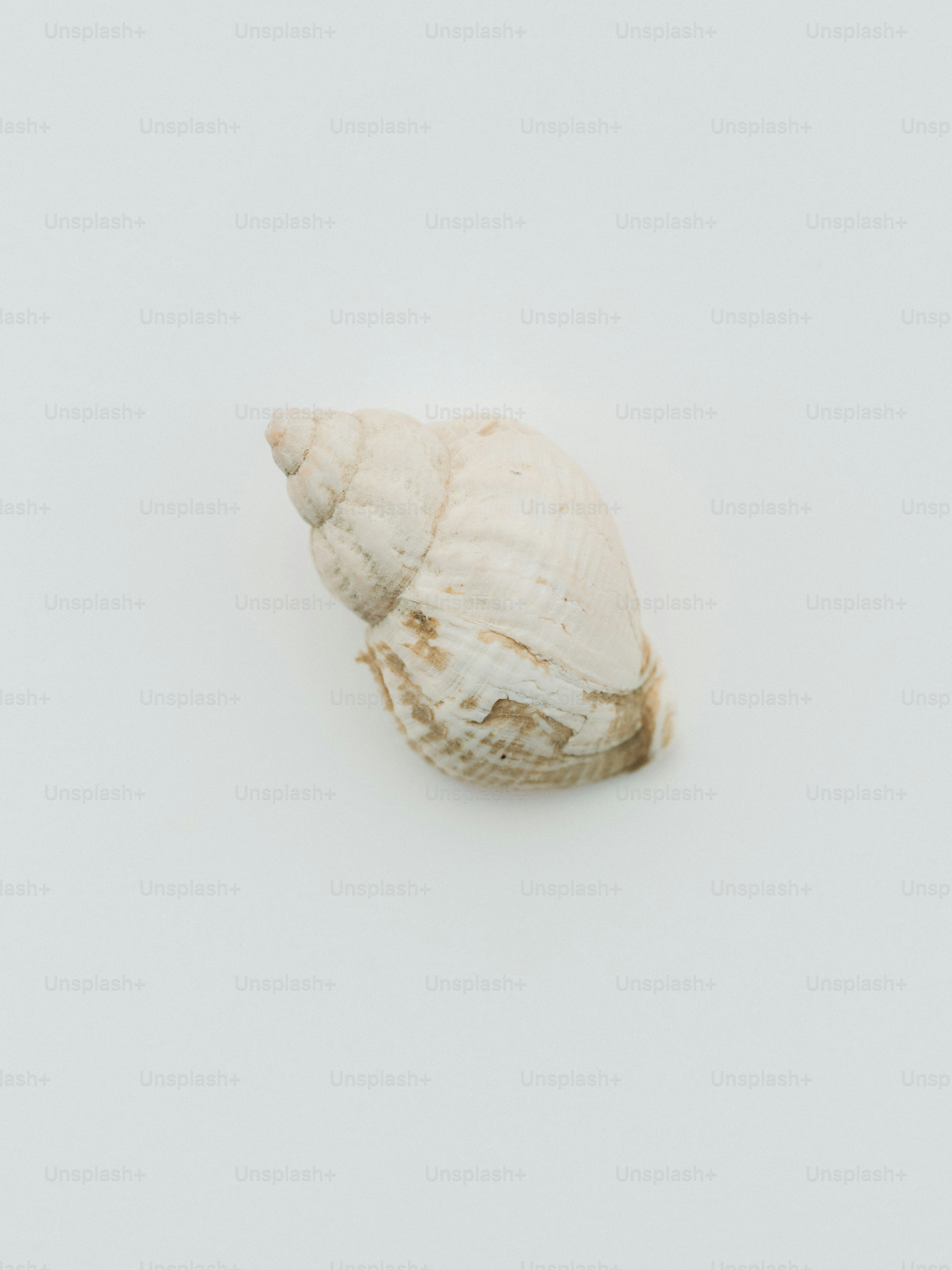 A single seashell on a white background