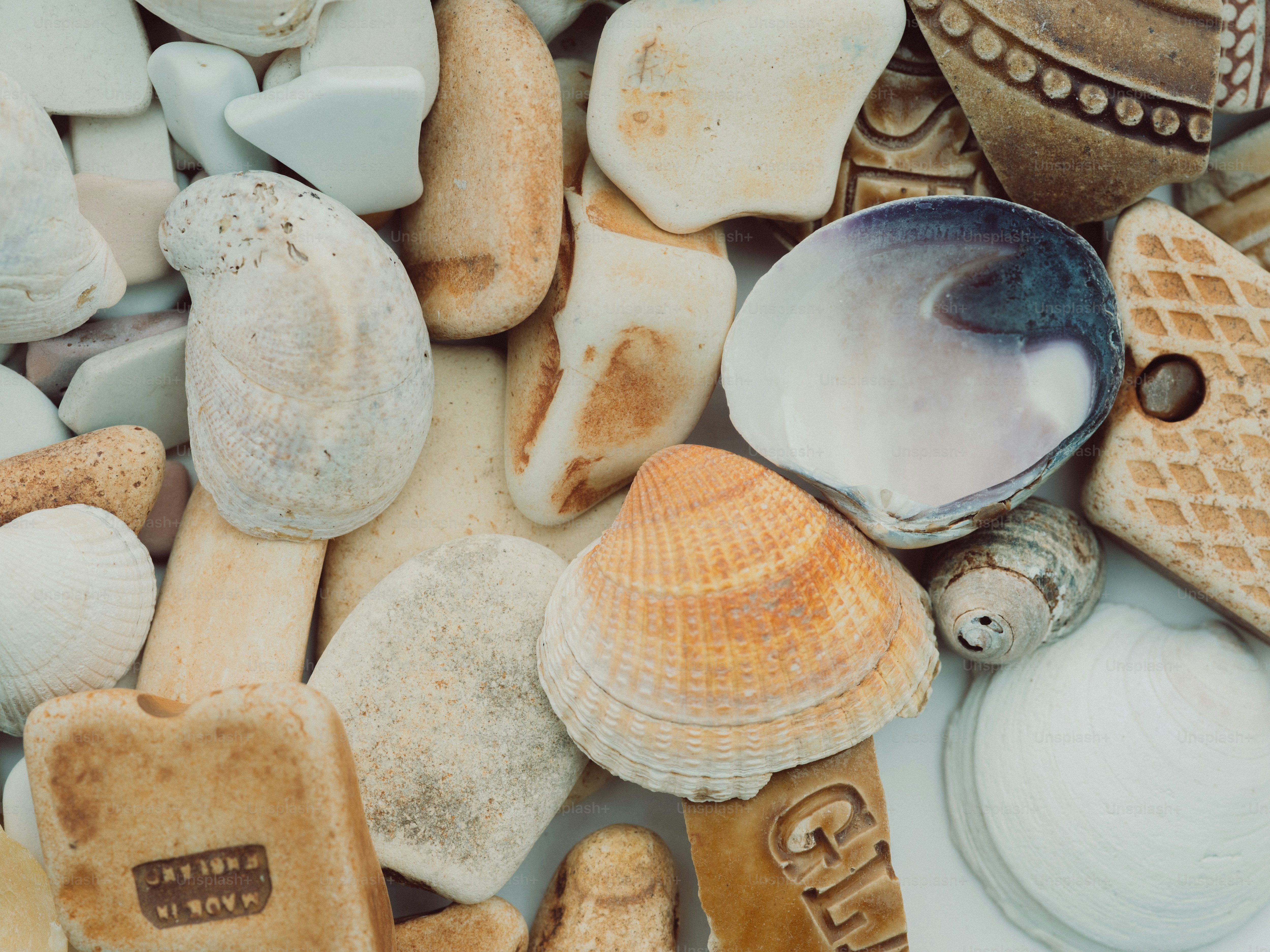 Assortimento di conchiglie e pietre lisce sulla spiaggia.