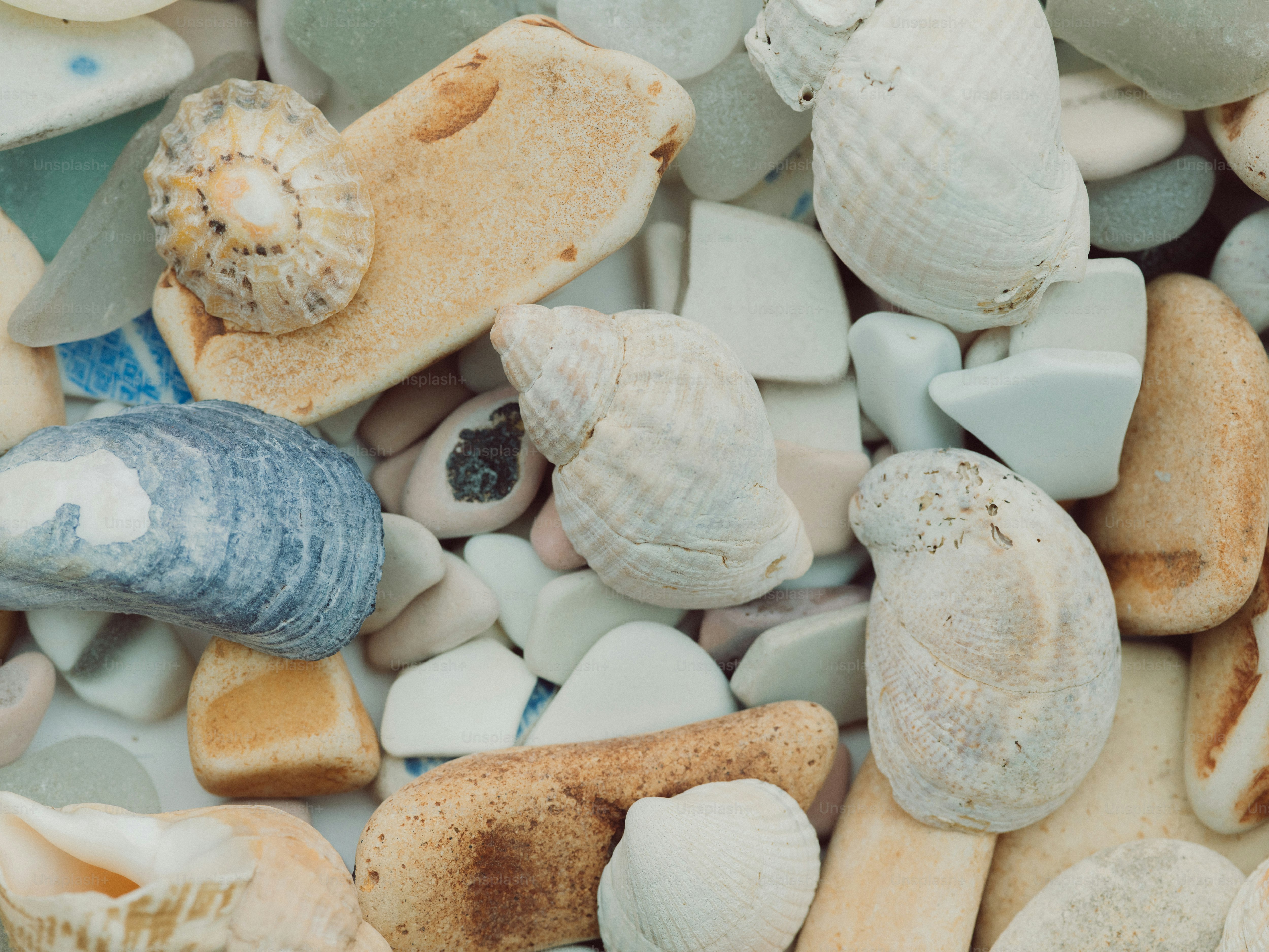 Conchiglie assortite e vetro di mare su una spiaggia