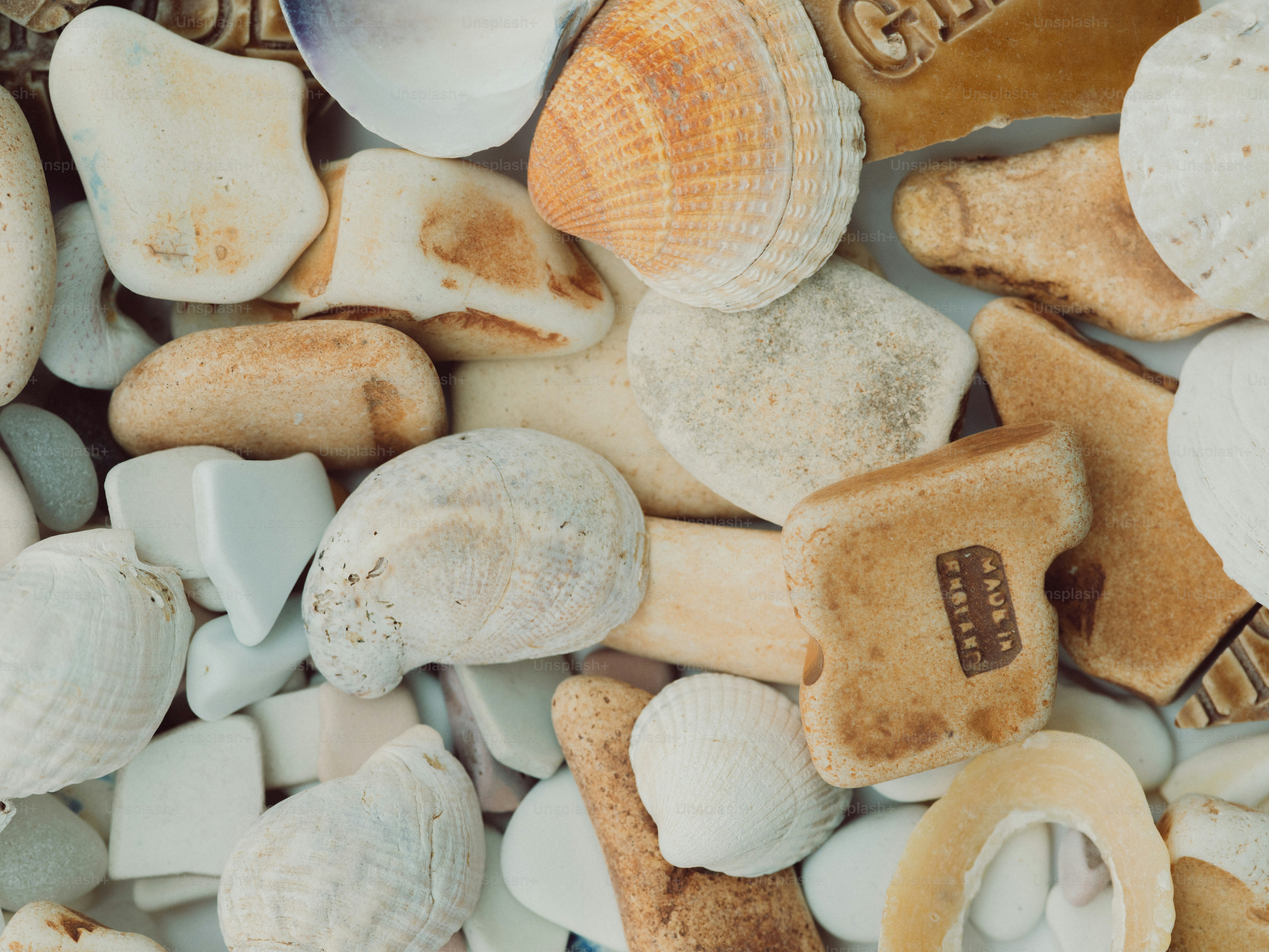 Assortimento di conchiglie e sassi da spiaggia