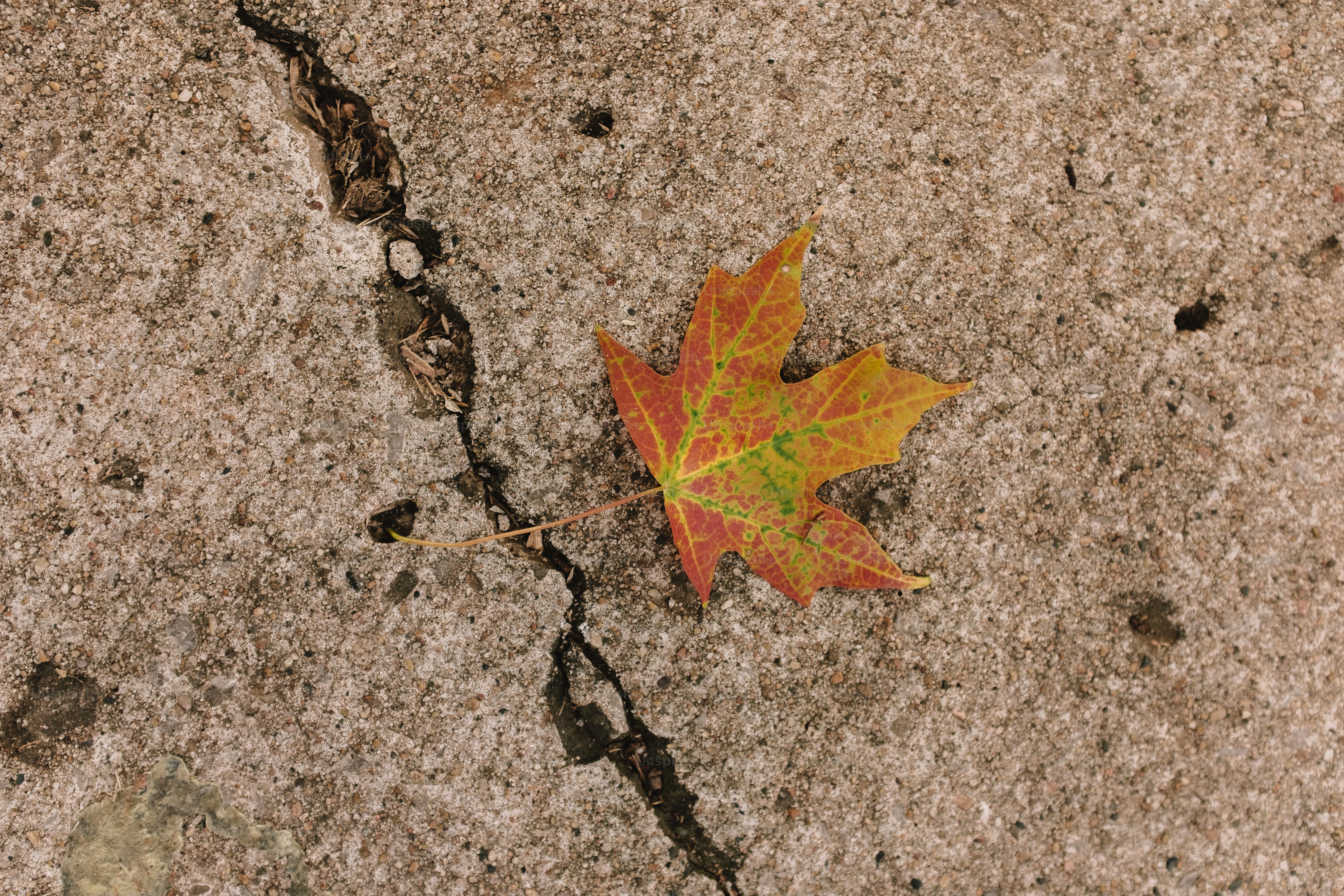 A single colorful maple leaf rests on cracked concrete. photo – Autumn ...